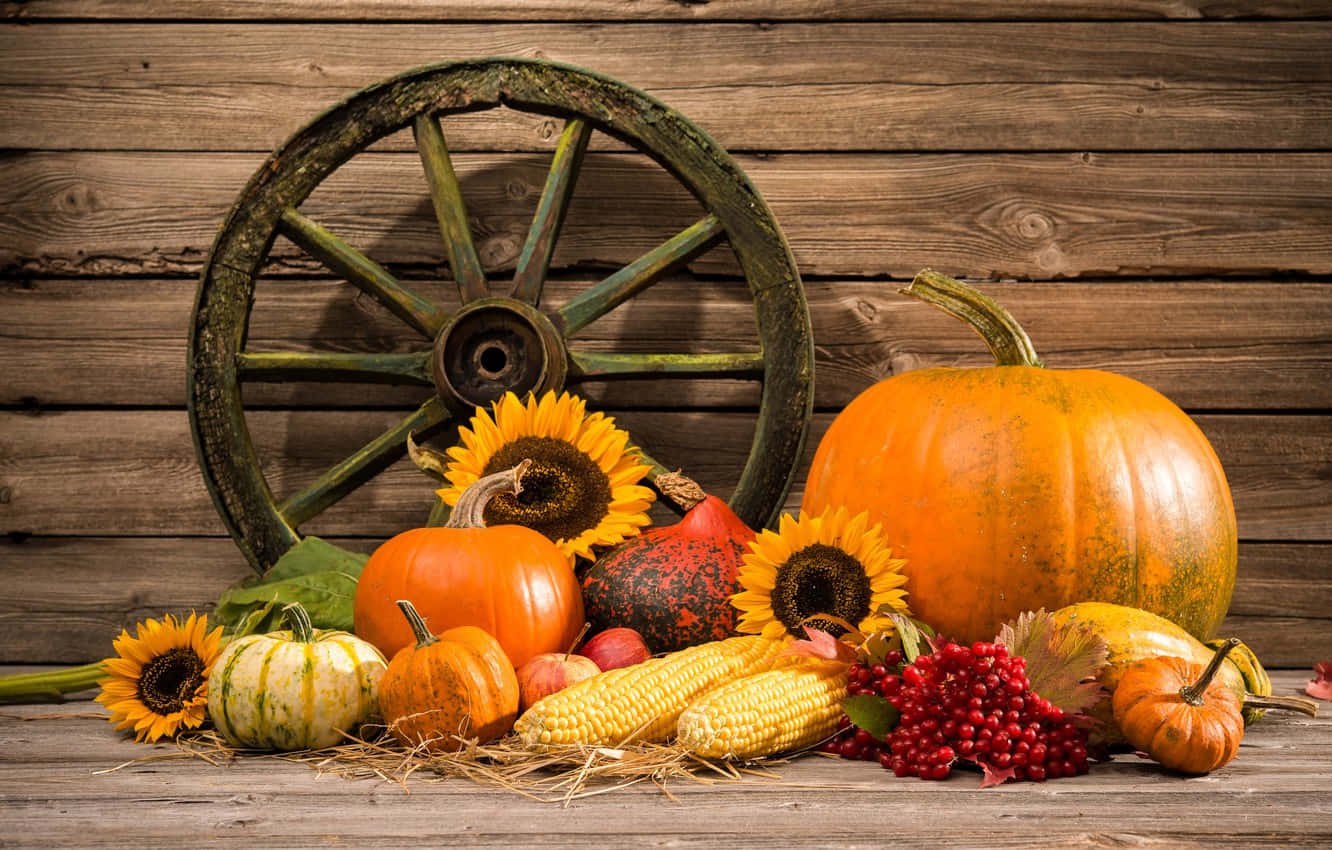 Pumpkin Sunflowers Still Life Shot Background