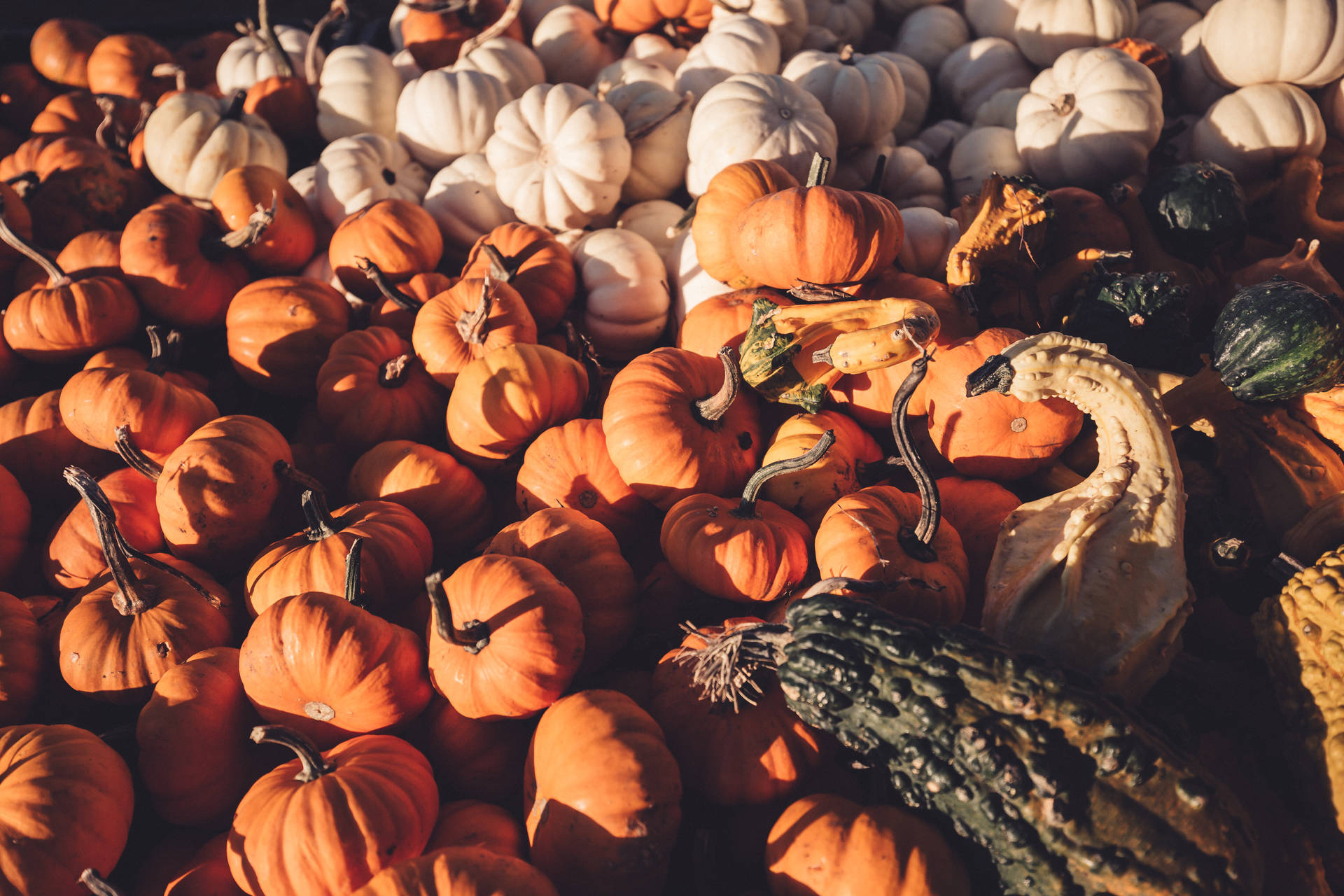 Pumpkin Variation Harvest Background