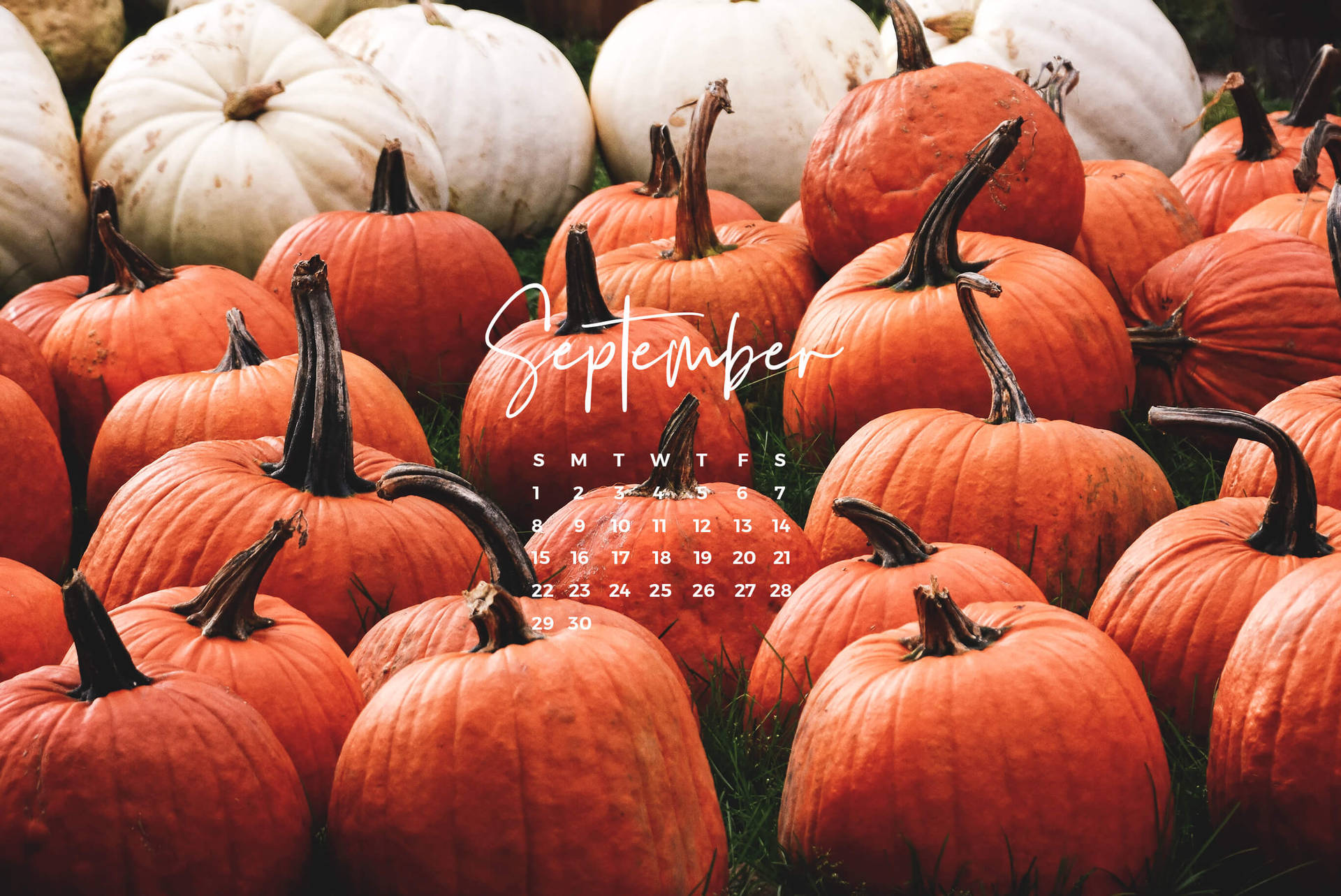 Pumpkins Abound As Autumn Begins In September