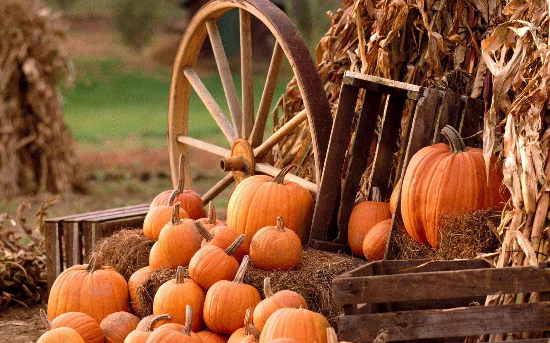 Pumpkins And Corn On The Ground Background