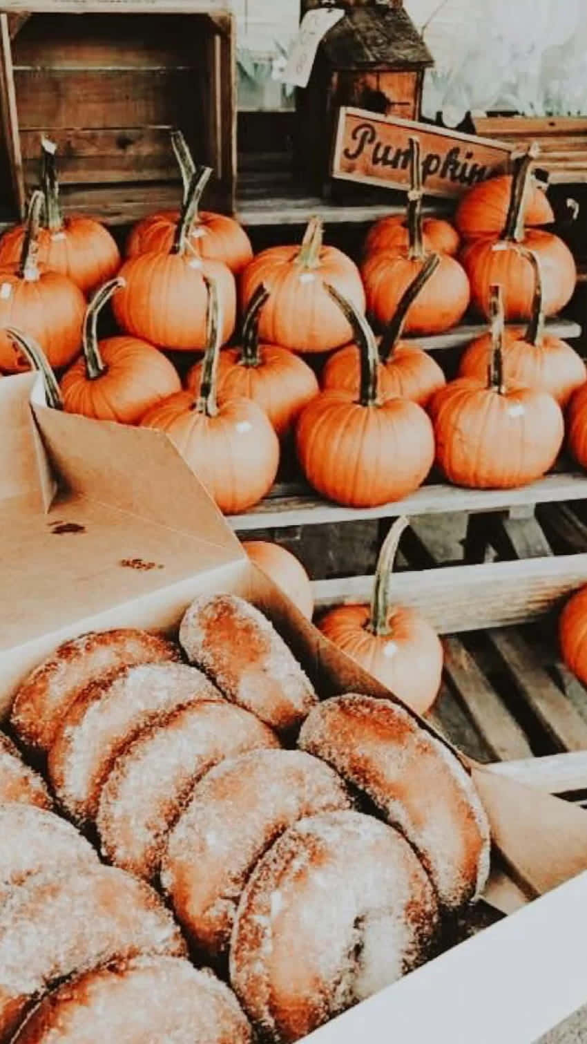 Pumpkins And Donuts Autumn Pfp Ideas