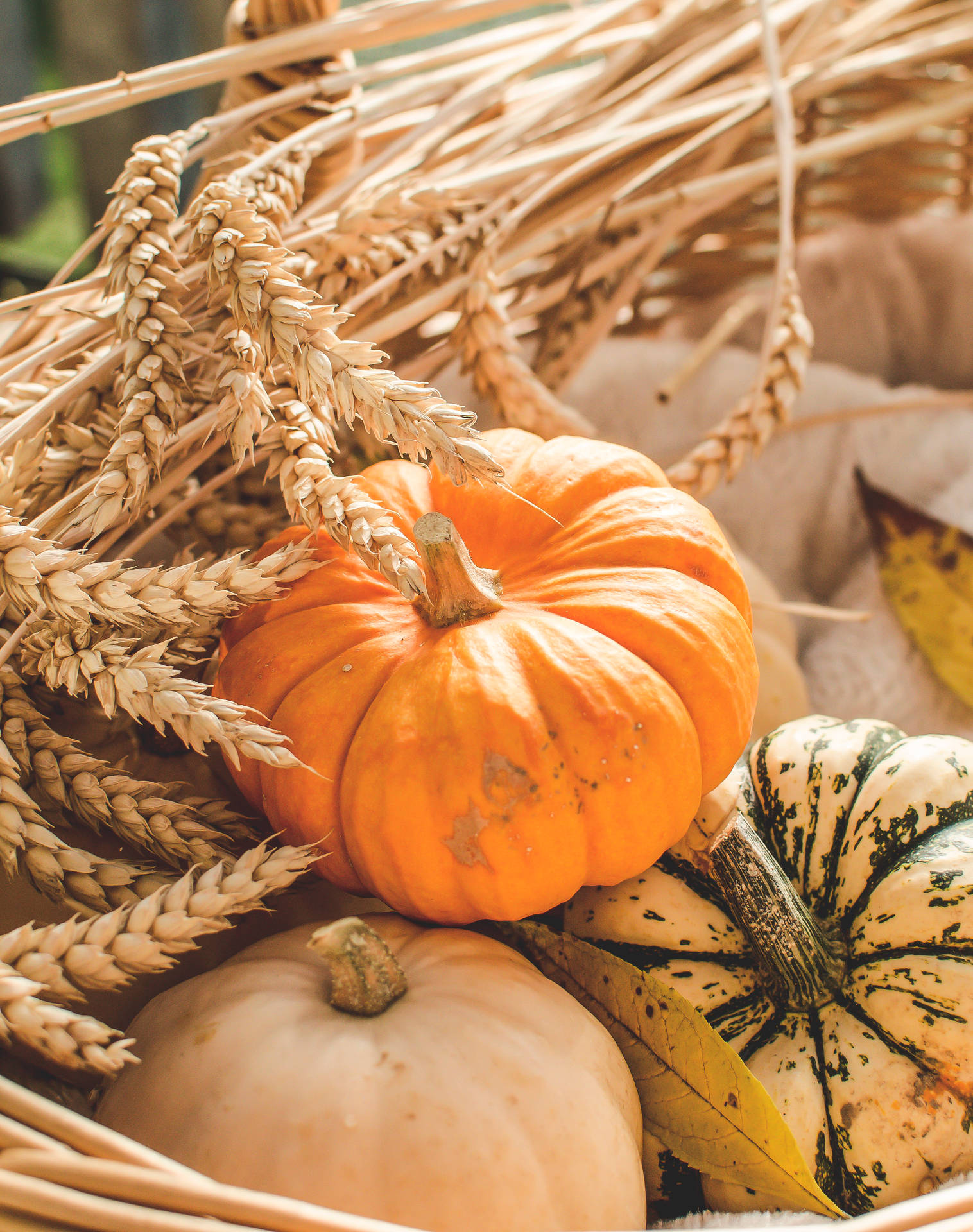 Pumpkins And Wheat Background