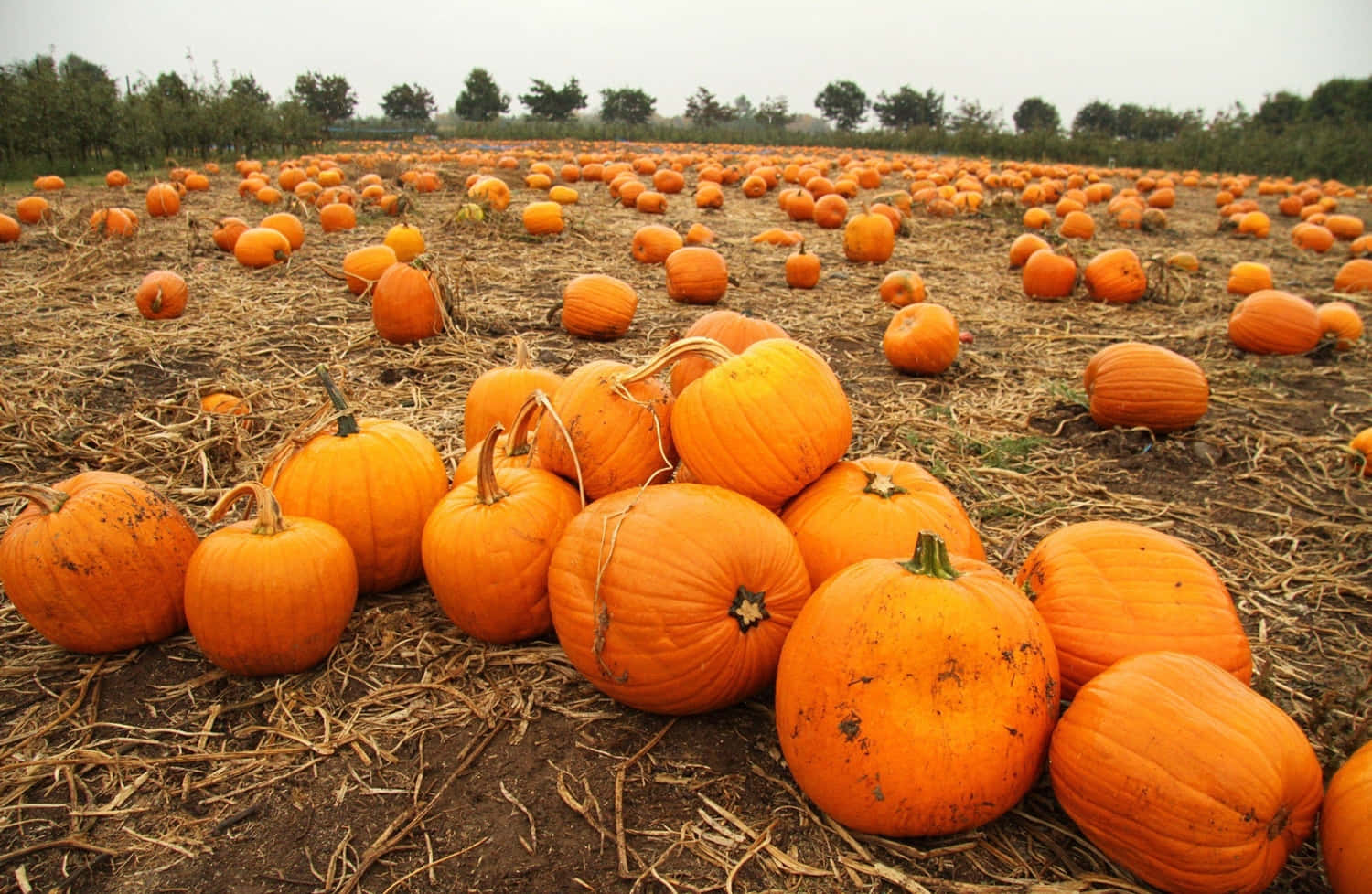 Pumpkins In A Field With A Lot Of Leaves Background