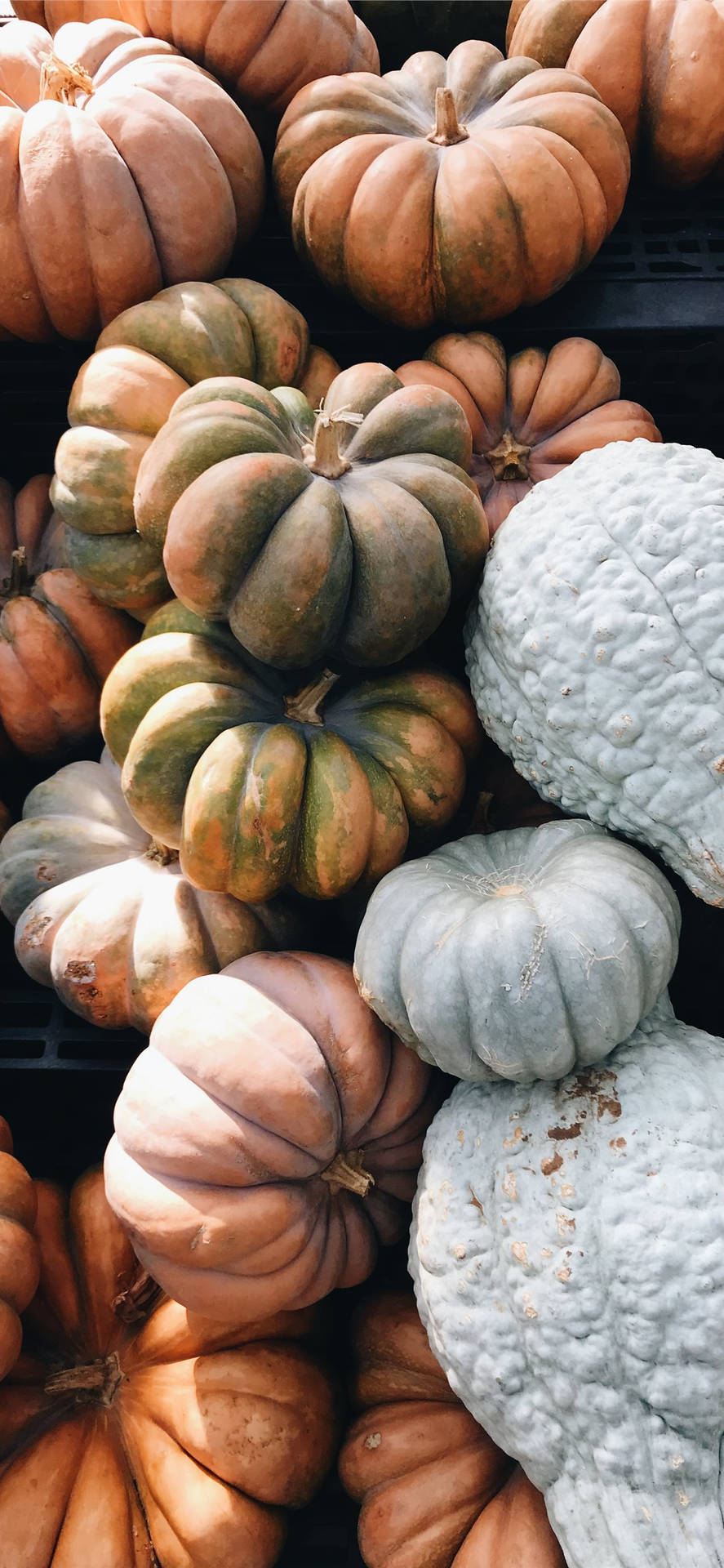 Pumpkins In Different Colors Thanksgiving Iphone Background