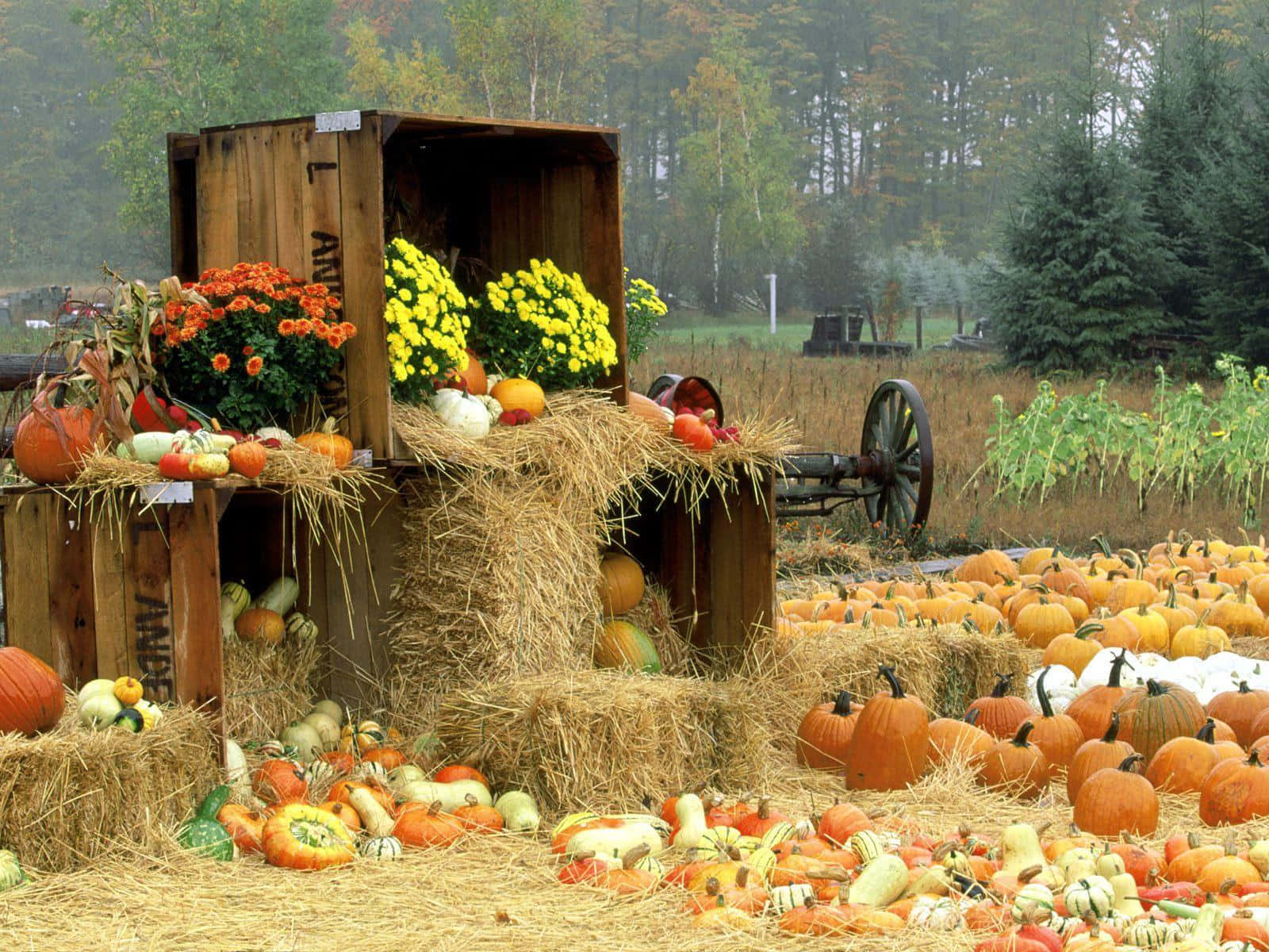 Pumpkins In The Autumn Background