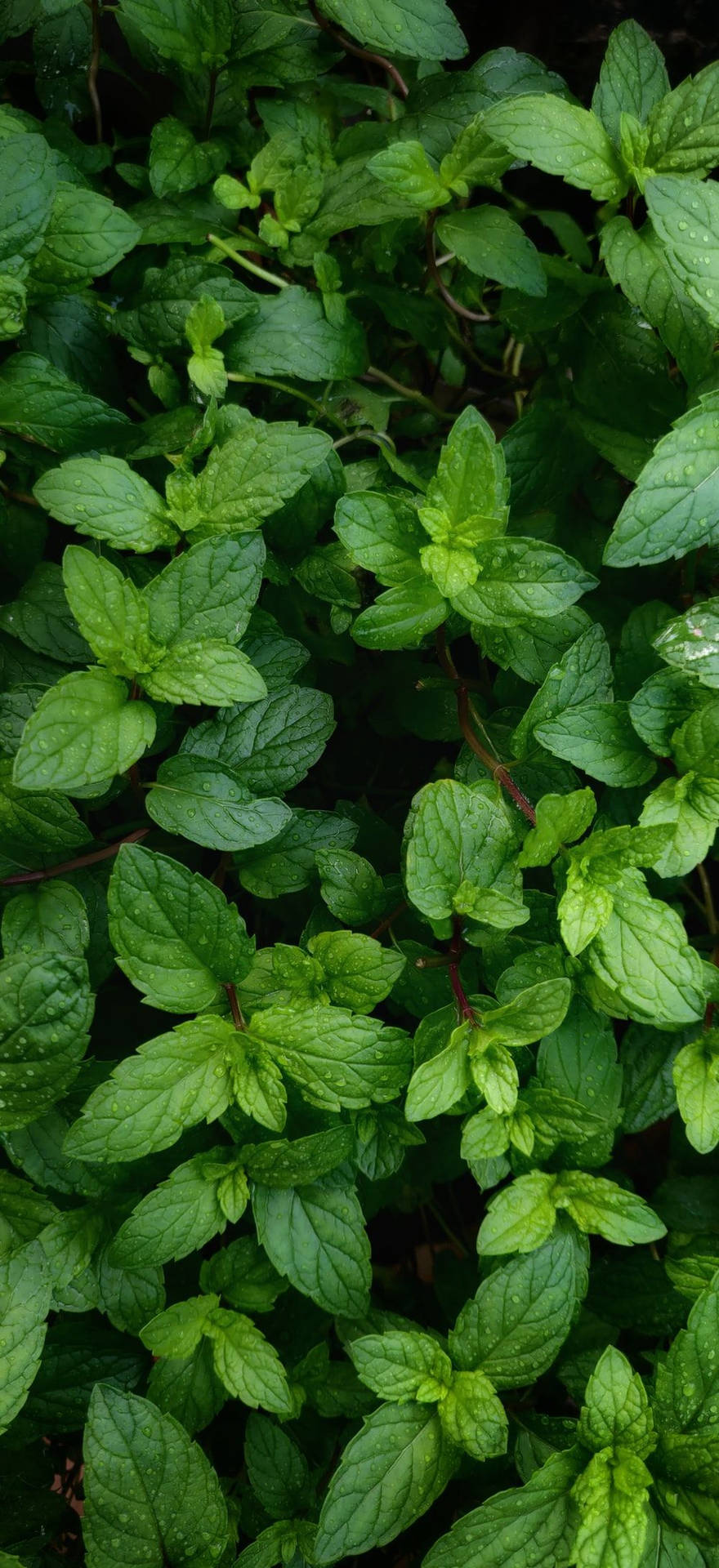 Pungent Mint Plant