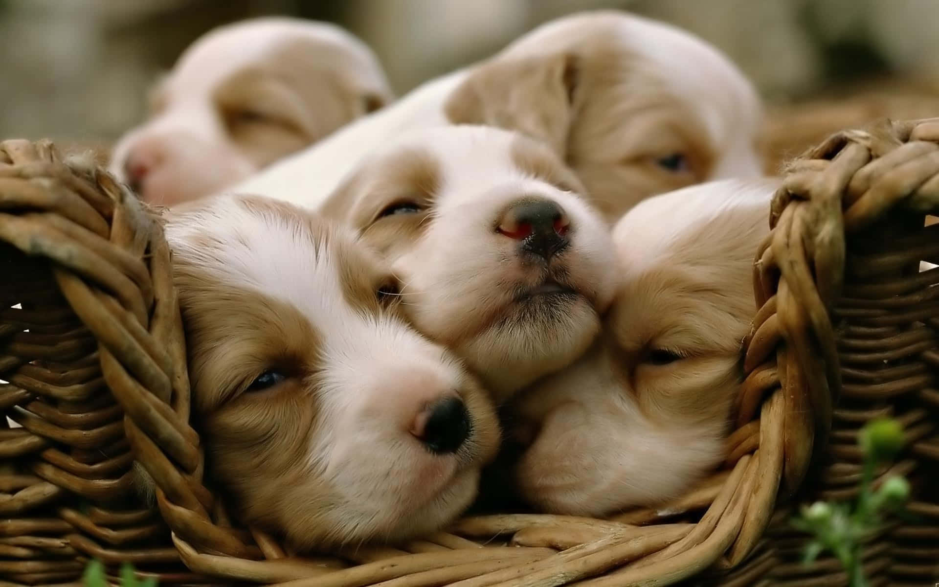 Puppies In A Basket - Hd Wallpapers Background