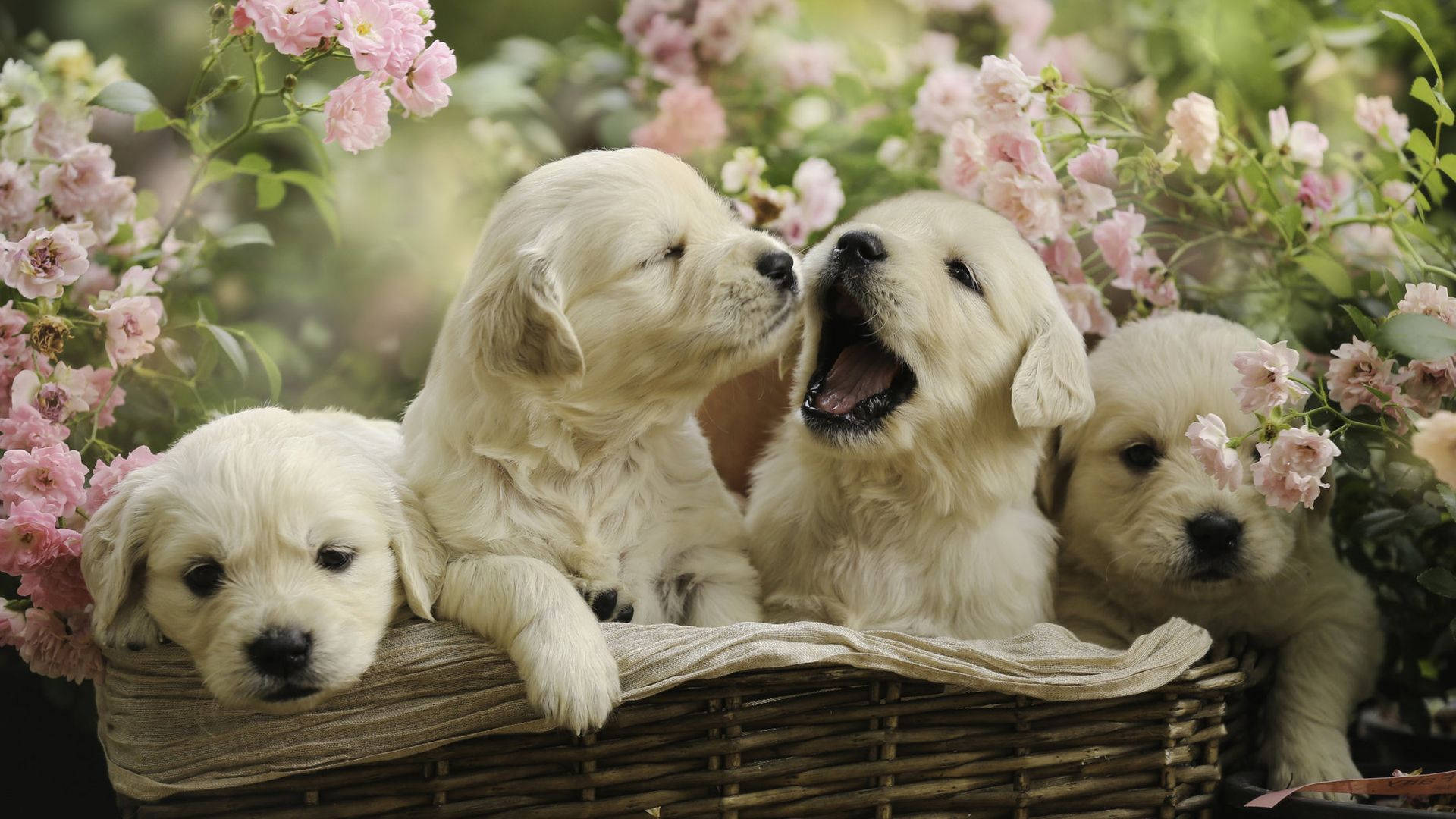 Puppies In Basket With Flowers