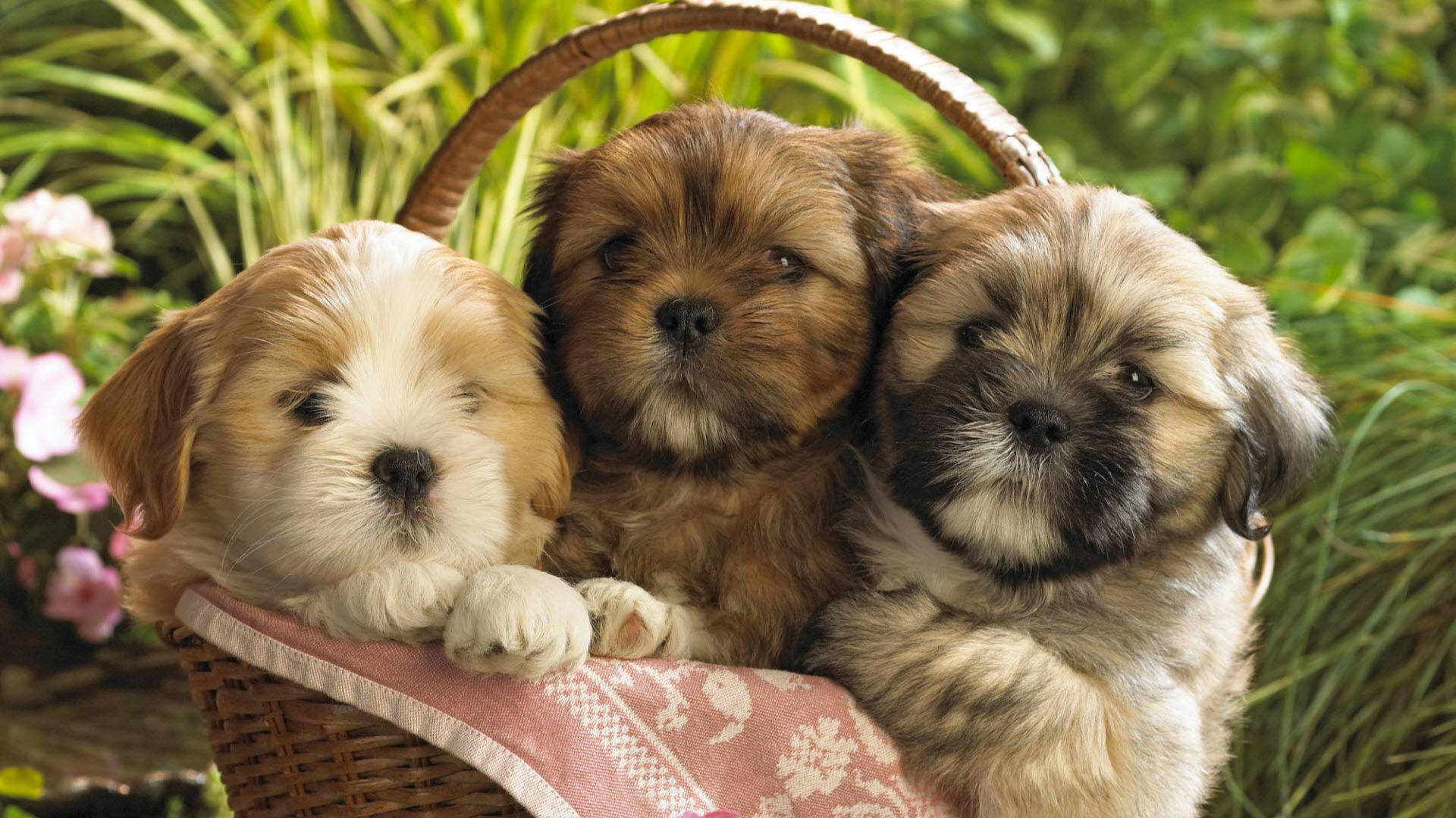 Puppies In The Basket Background
