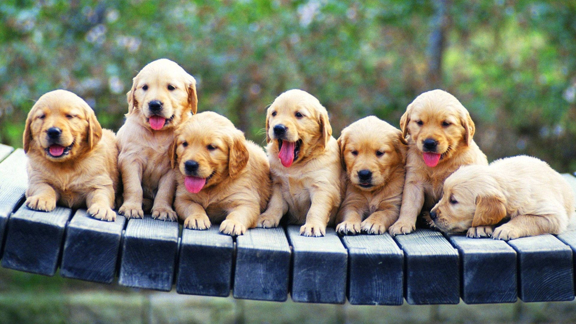 Puppies On Bridge Background