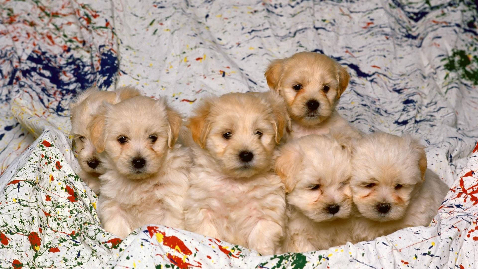 Puppies On Colorful Blanket Background