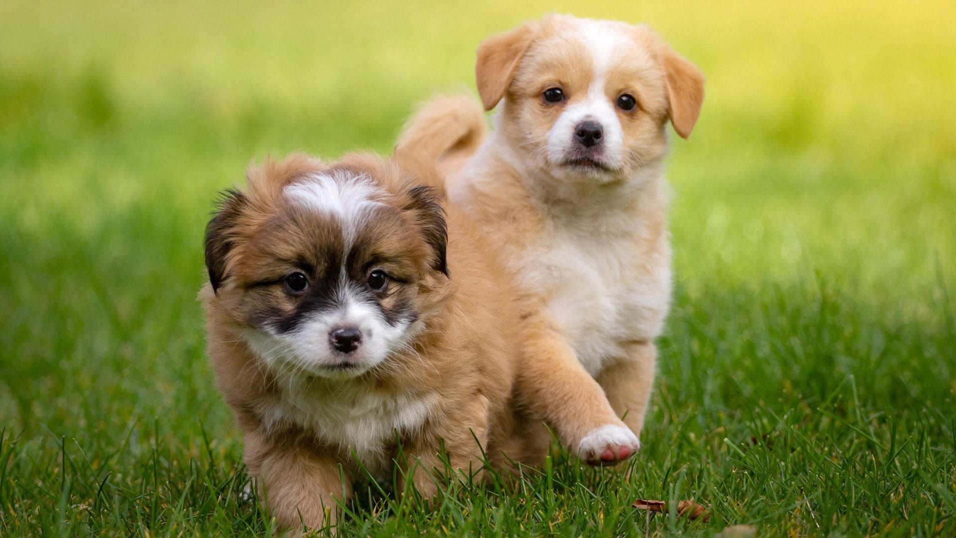 Puppies On Grass Background