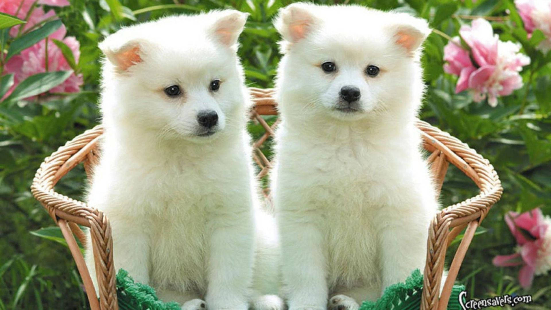 Puppies On The Chair Background