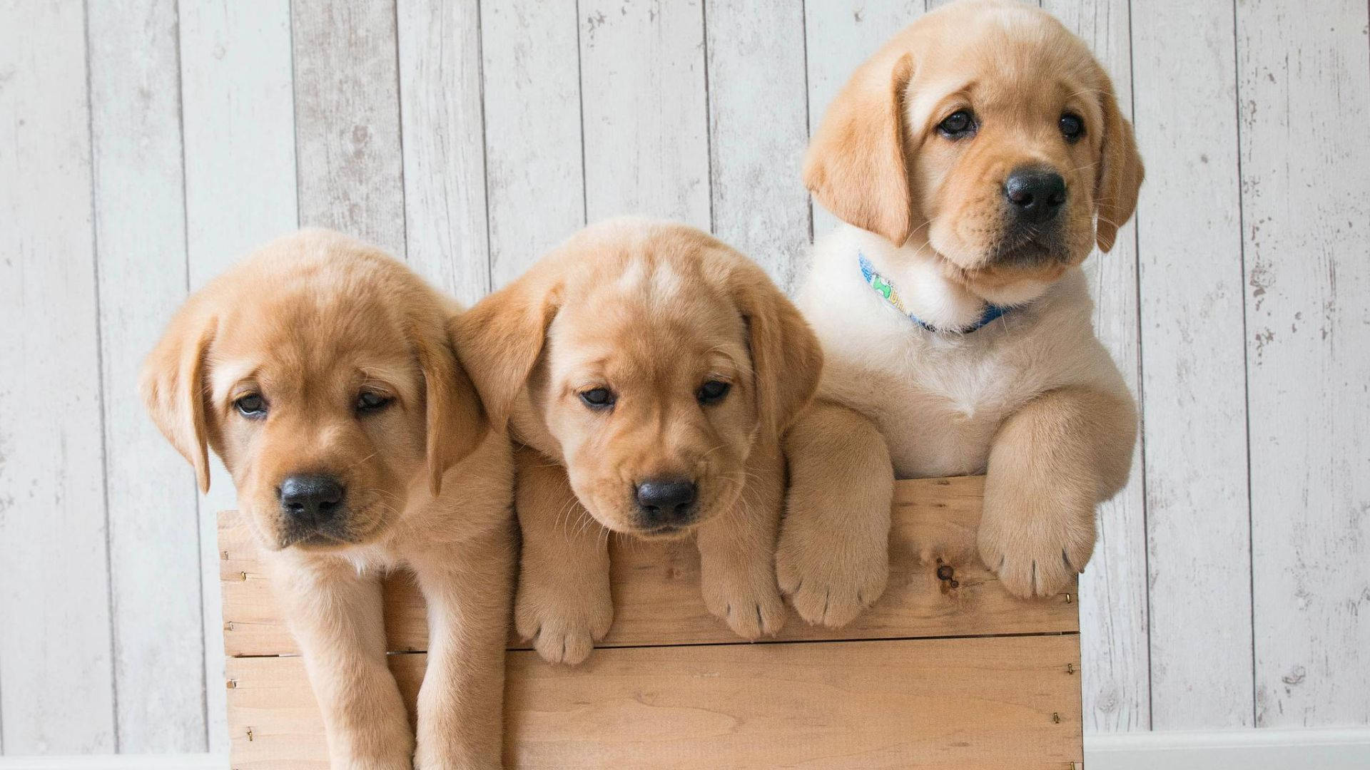 Puppies On Tray Background