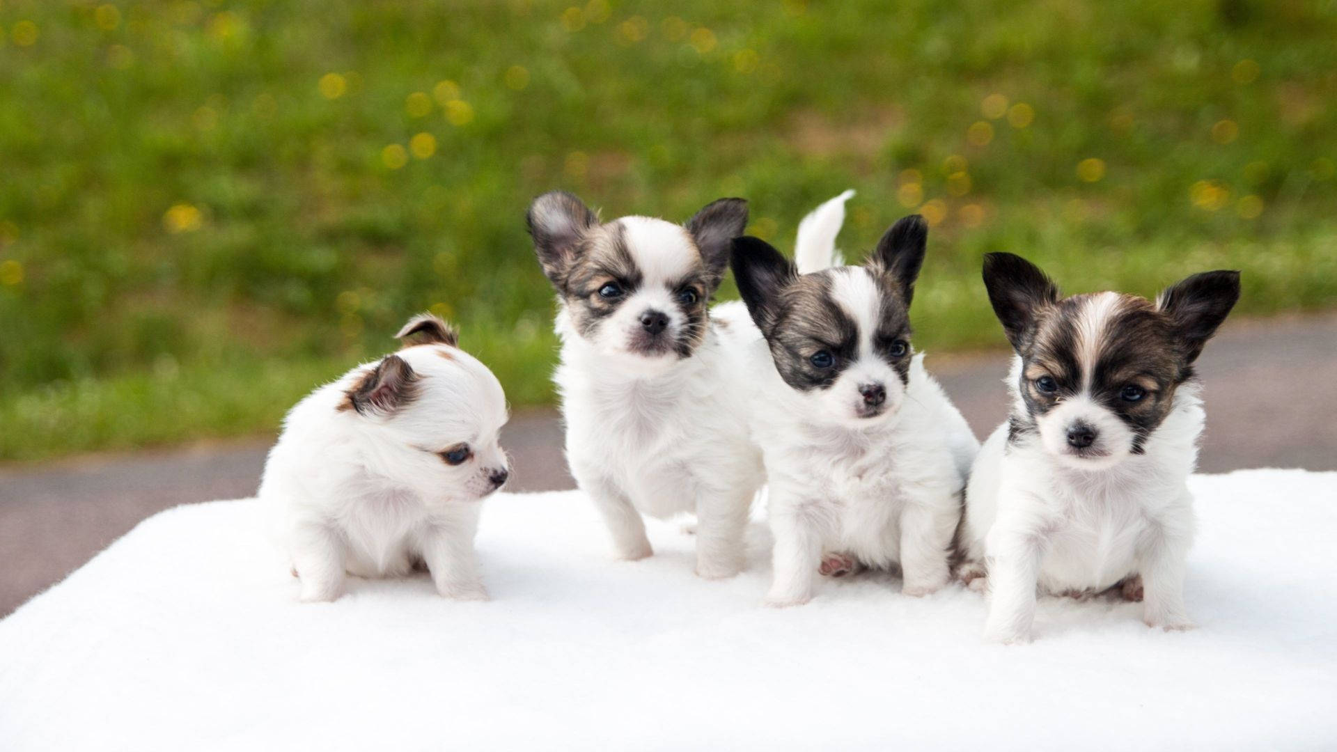 Puppies On White Table Background