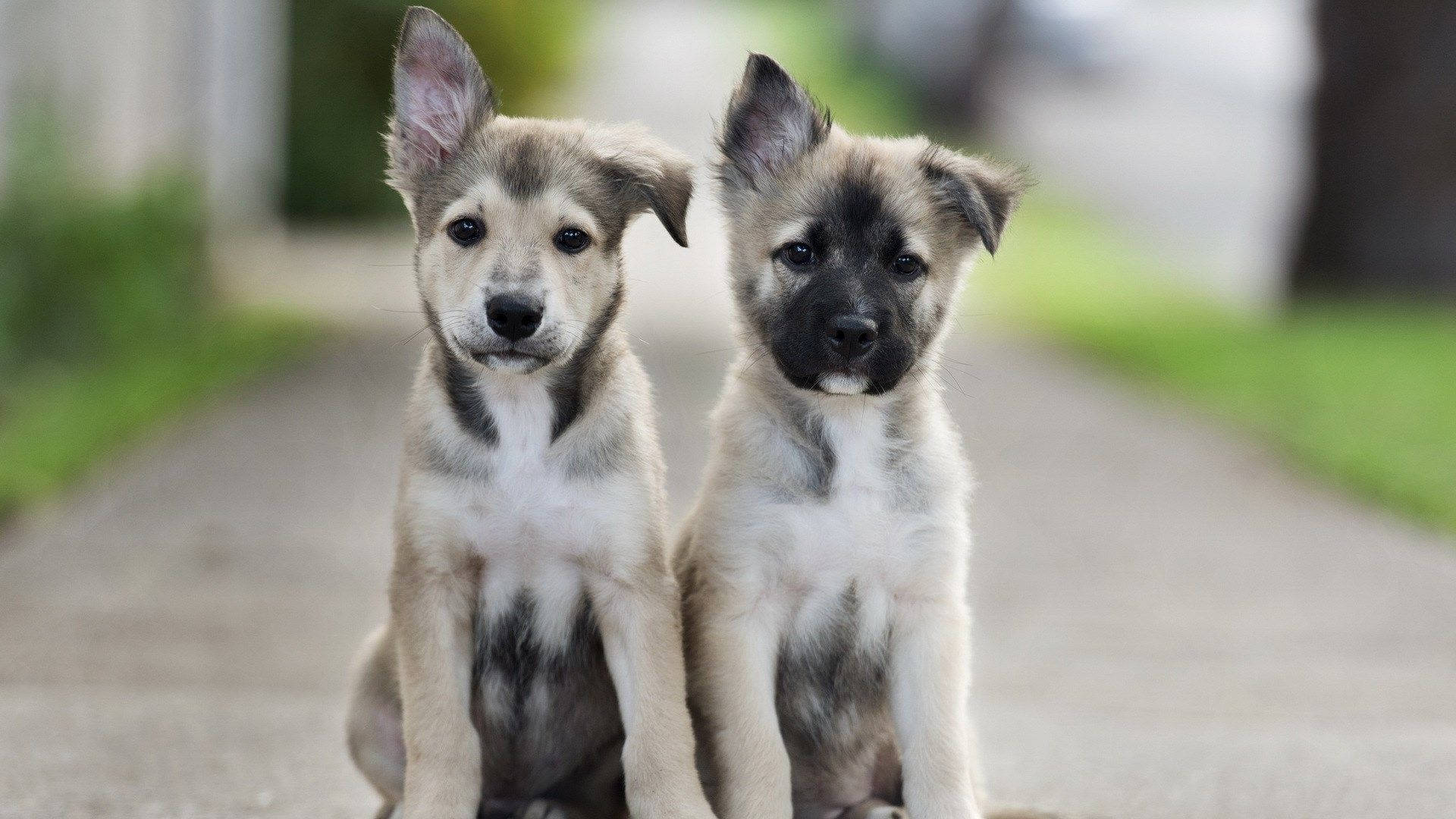 Puppies Sitting Outside Background