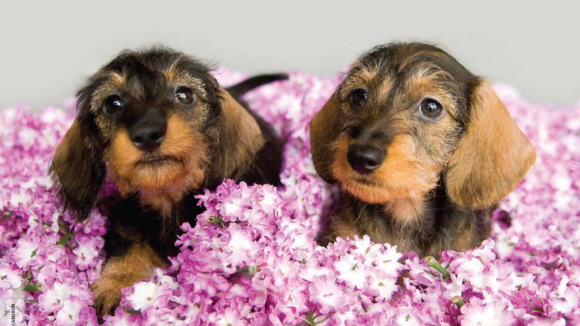 Puppies Surrounded By Pink Flowers Background
