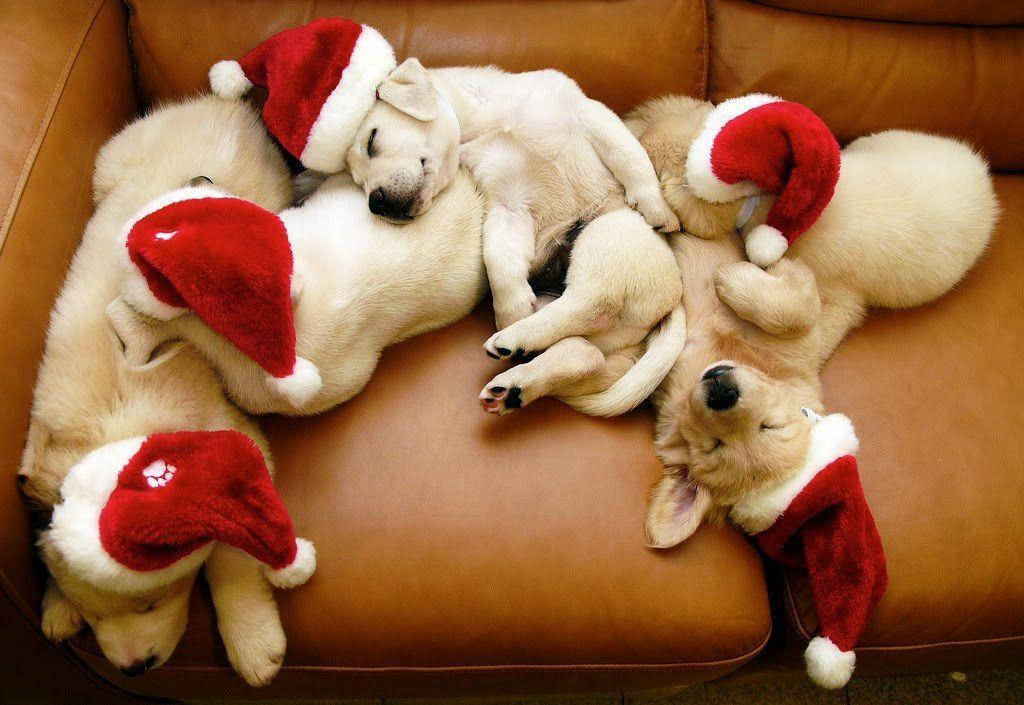 Puppies Wearing Pretty Christmas Hats Background