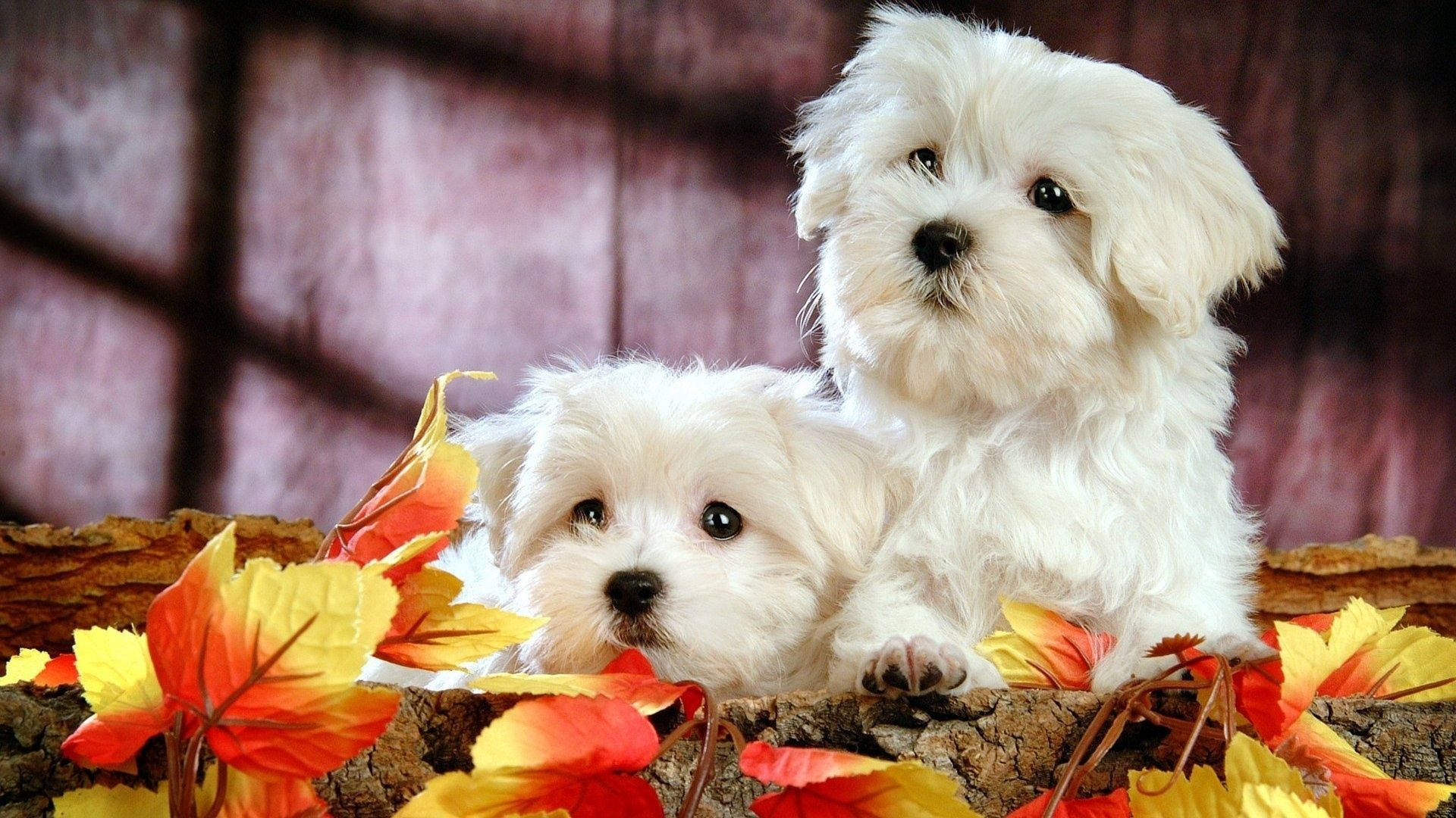 Puppies With Foliage Background