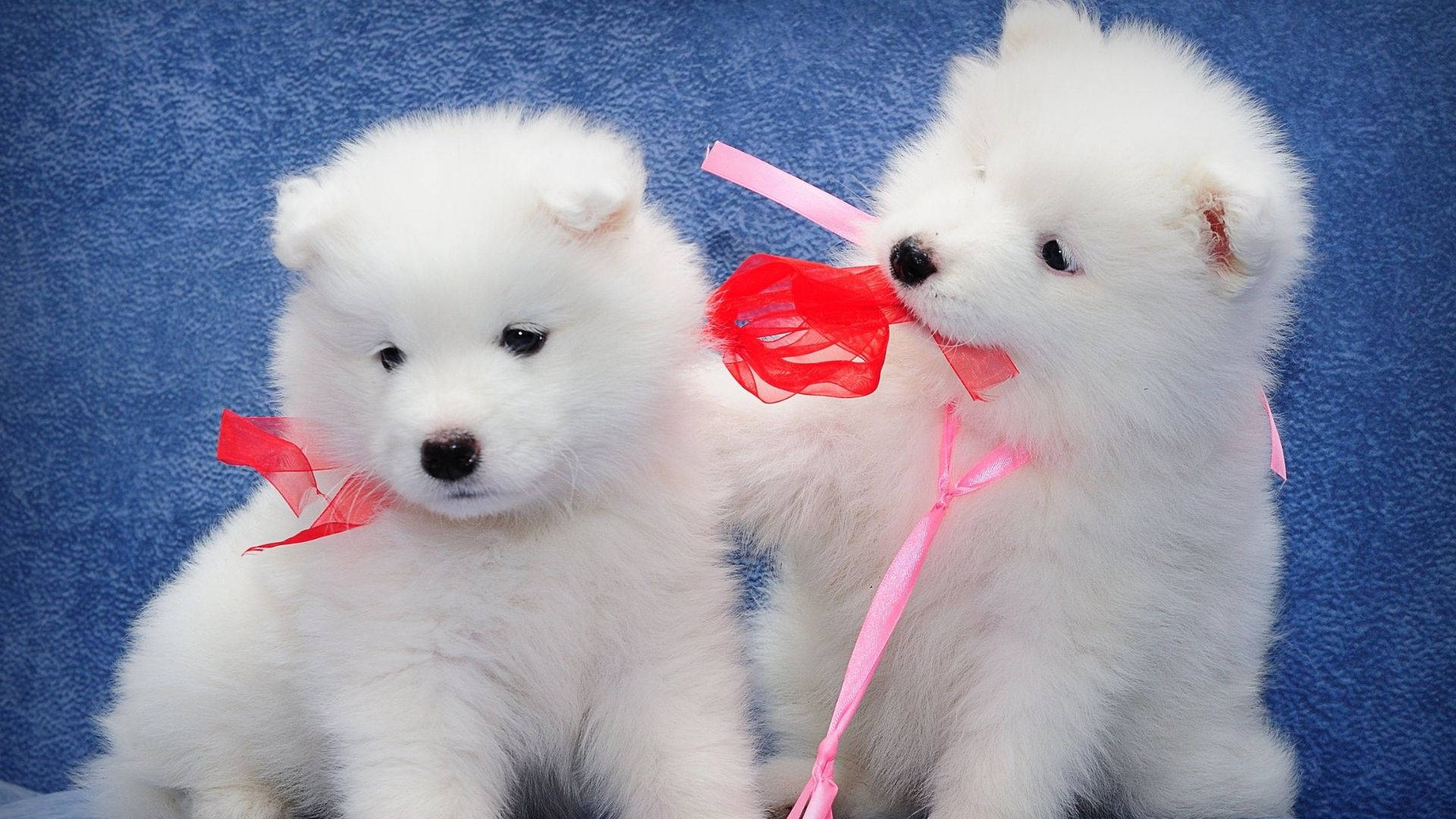 Puppies With Ribbons Background