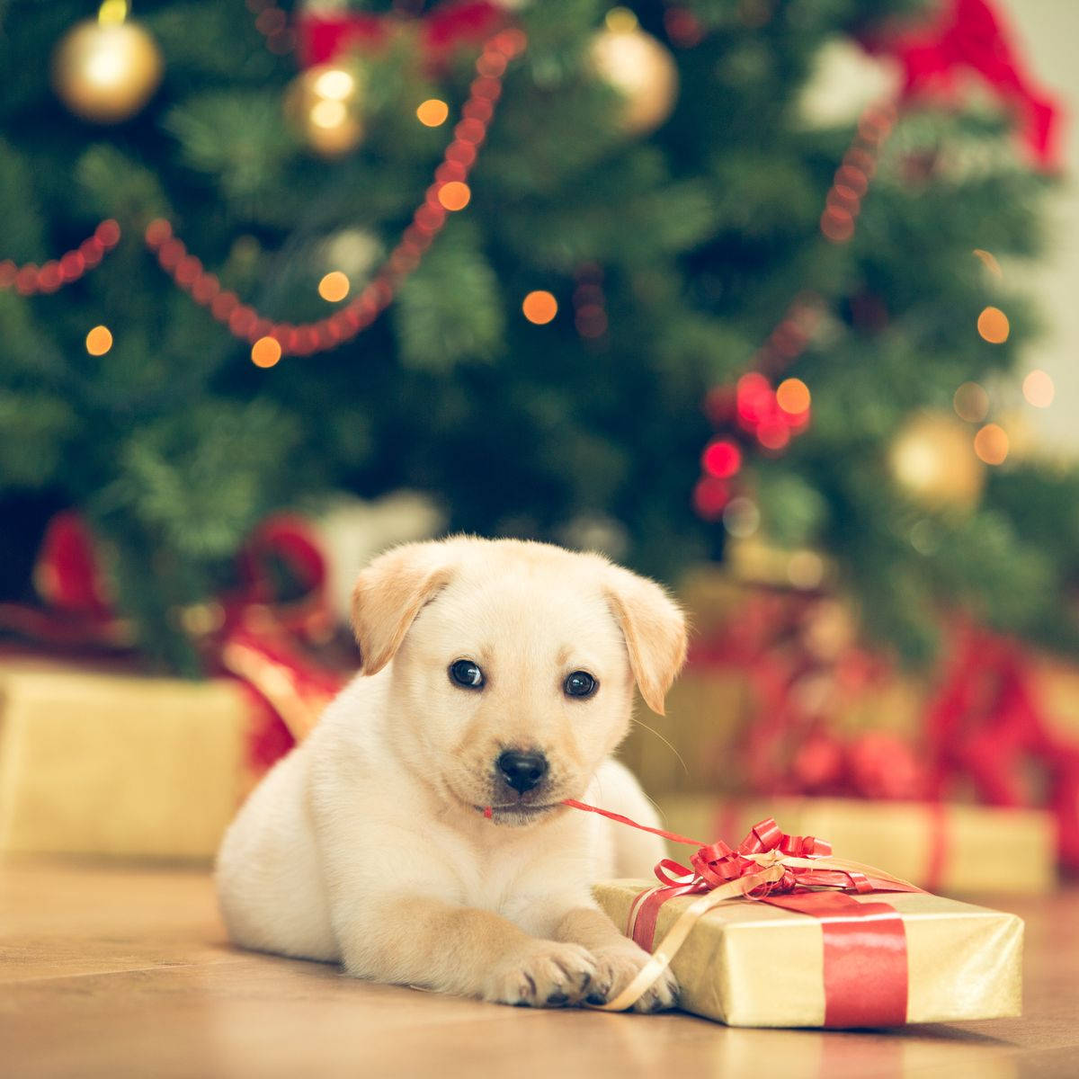 Puppy And Christmas Present Background