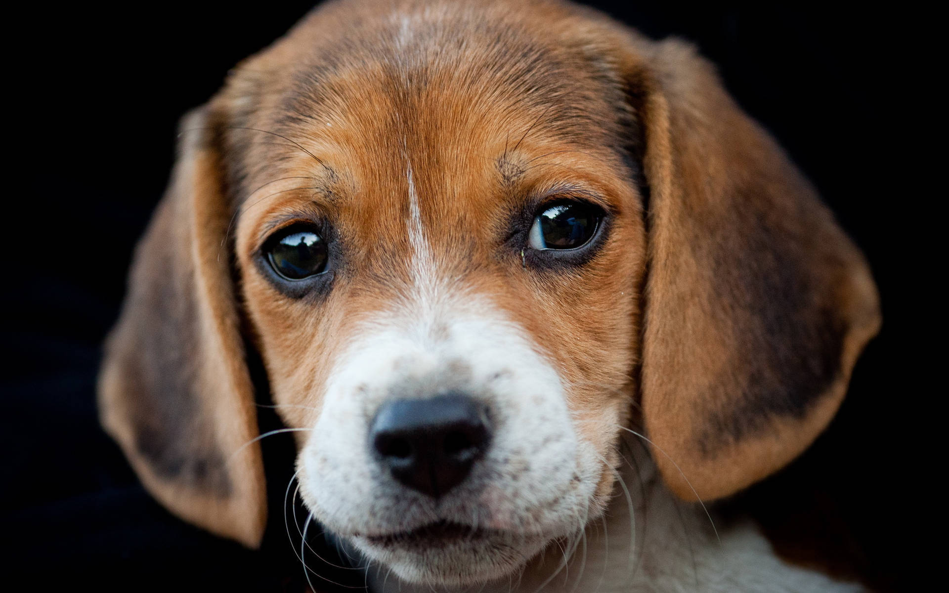 Puppy Beagle Dog On Black Background Background