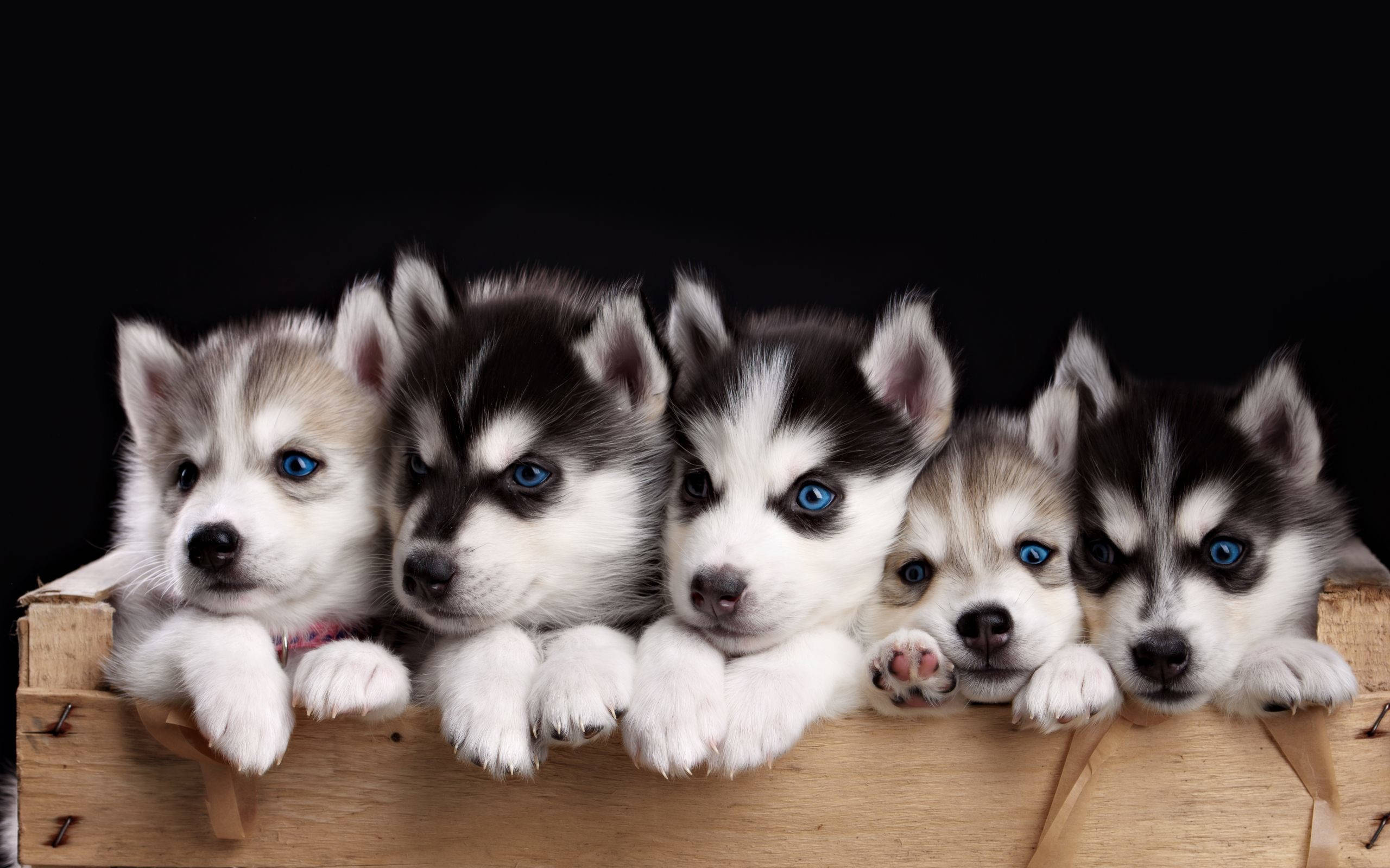 Puppy Desktop Siberian Huskies Background