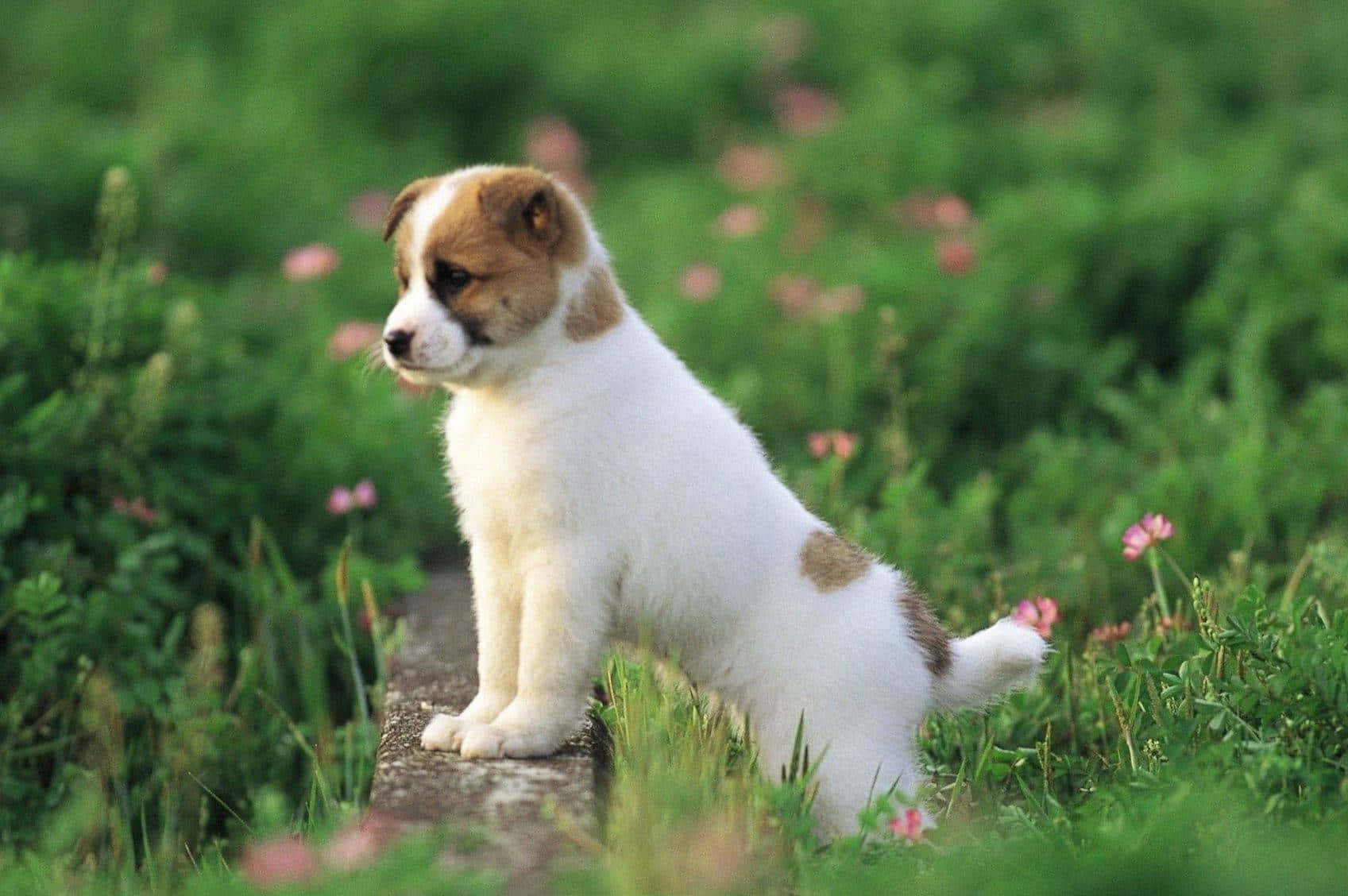 Puppy Dog Breeds Looking At Grass