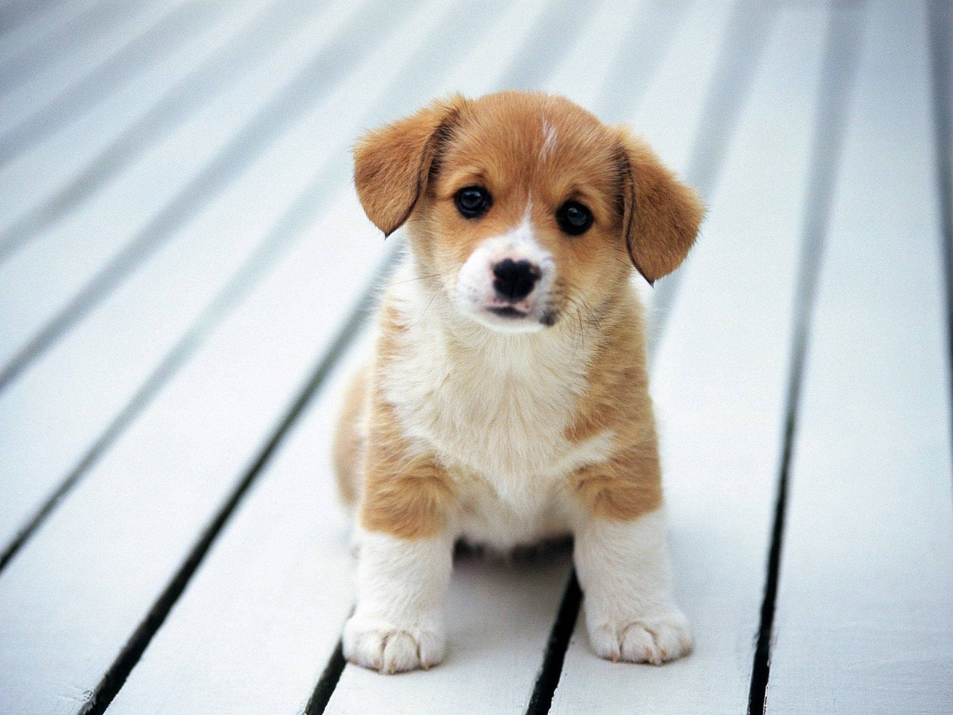 Puppy Dog On White Wooden Floor