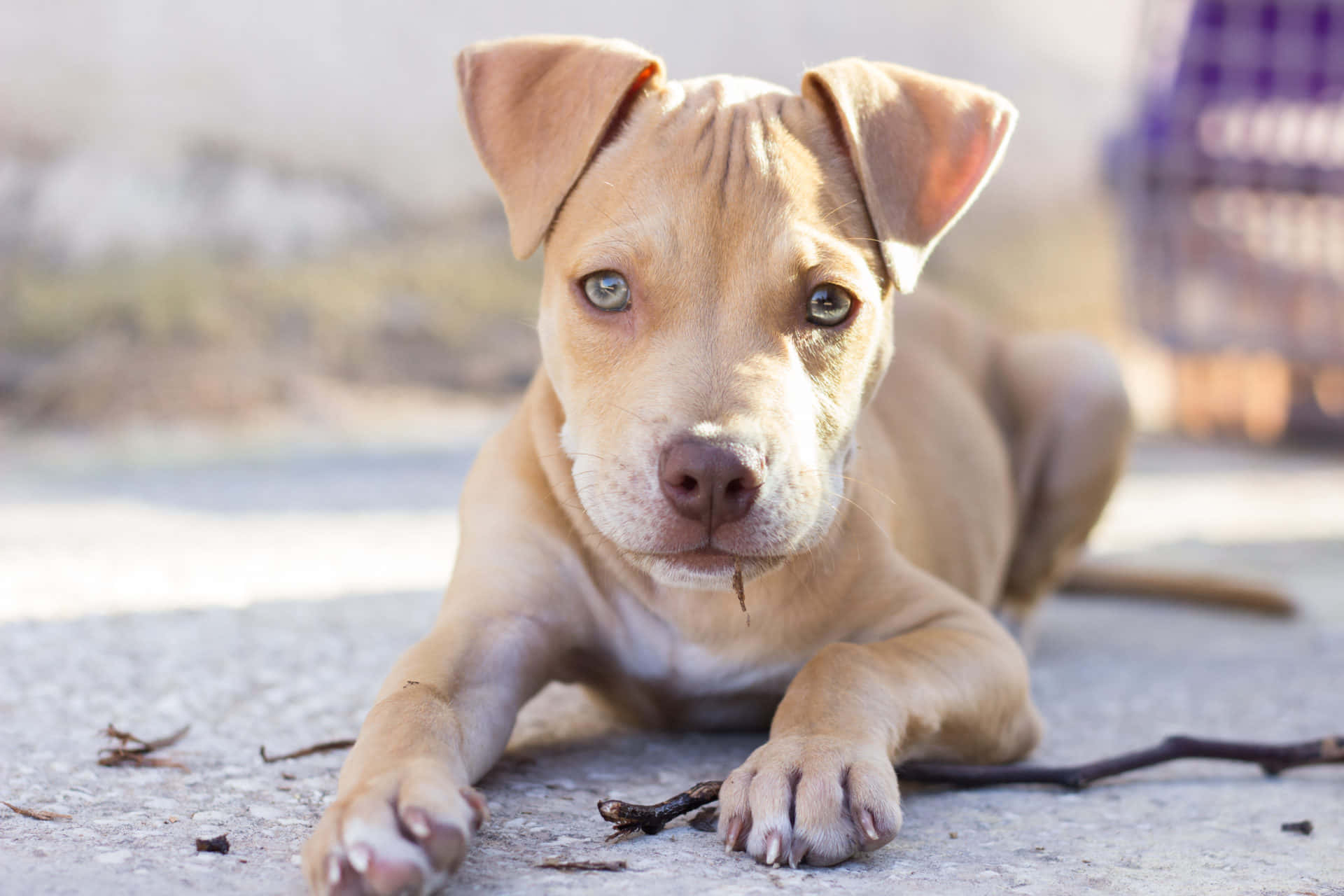 Puppy Dog Pitbull