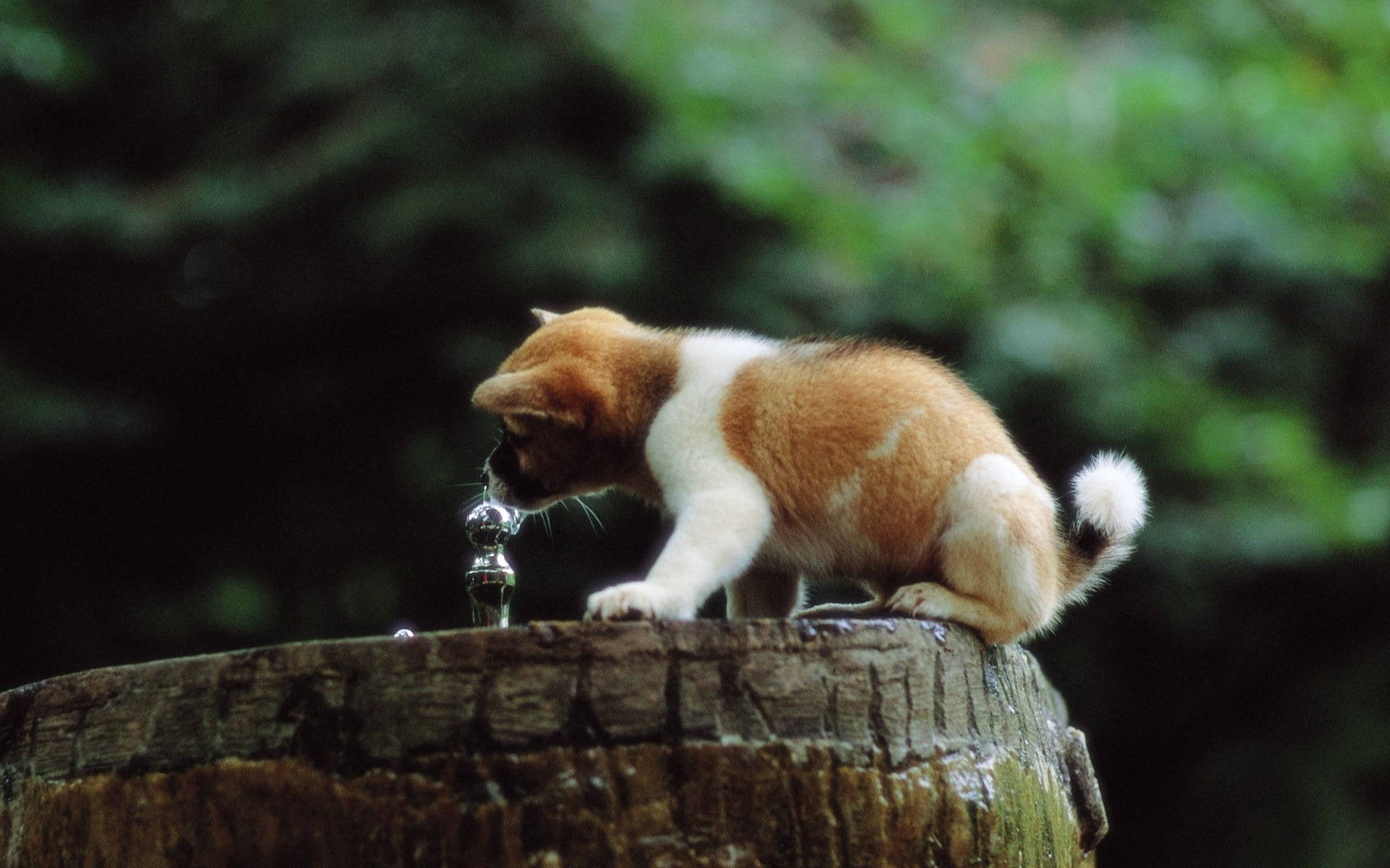 Puppy Drinking Water From Fountain