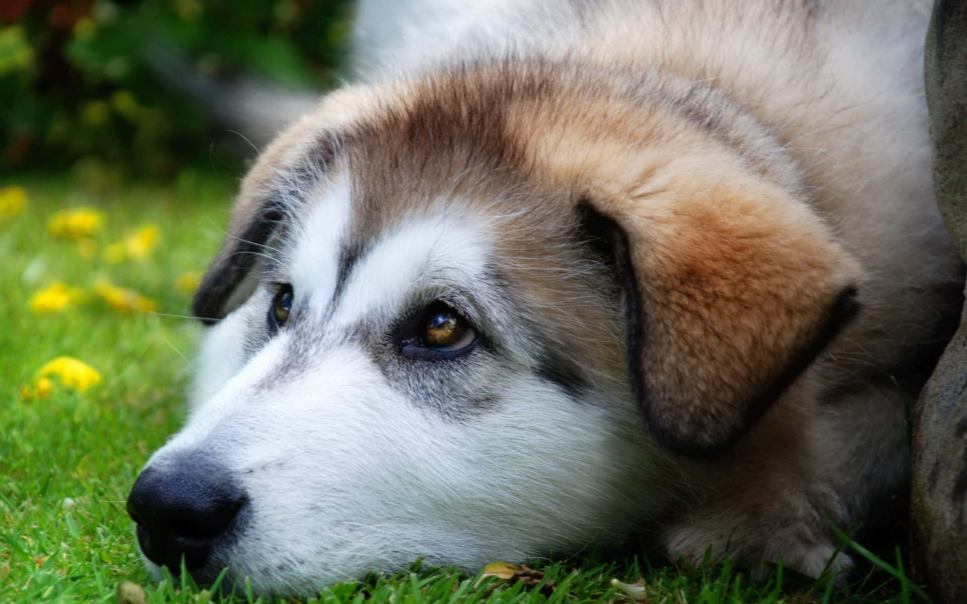 Puppy Eyes Of Dog Breeds