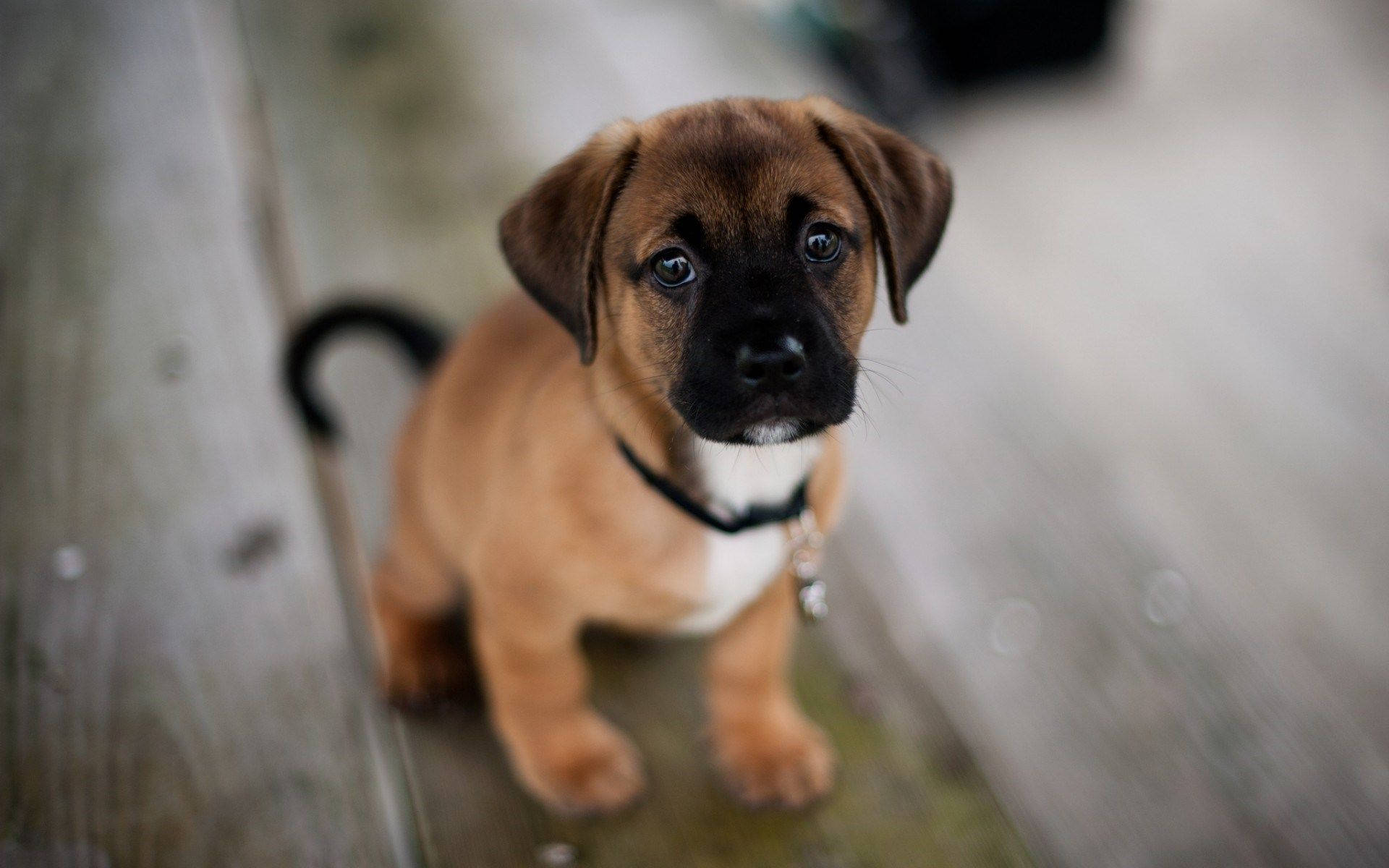 Puppy Eyes Wooden Deck Background