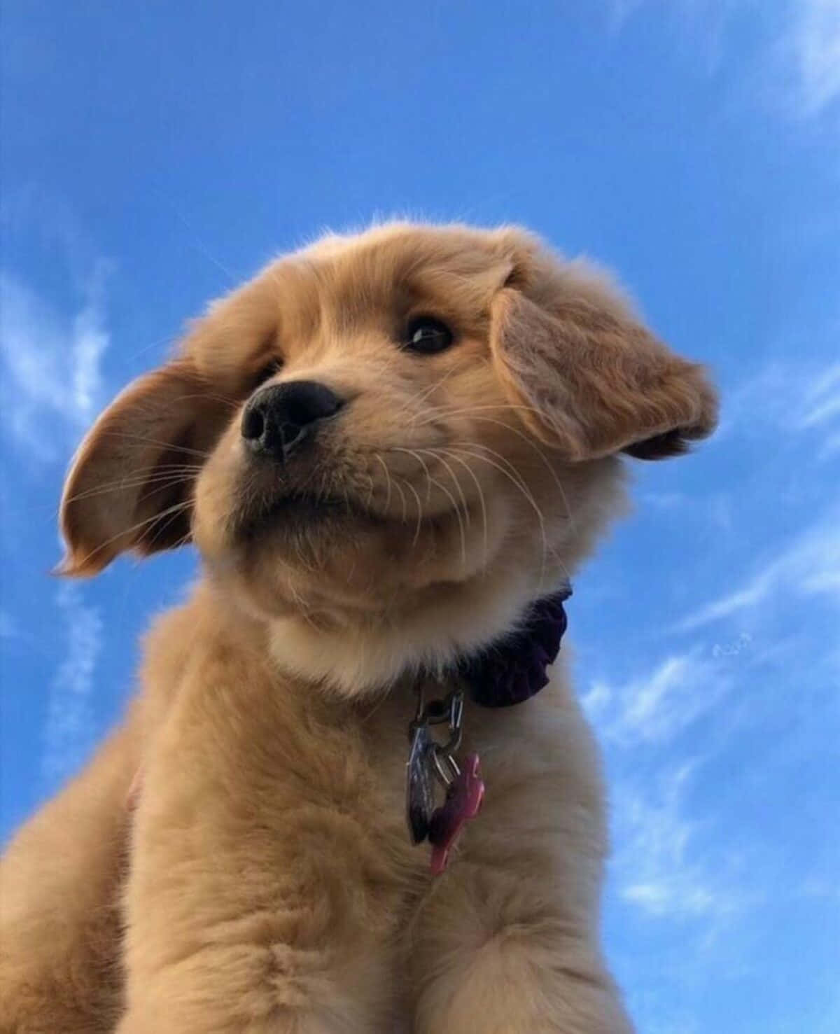Puppy Funny Discord Pfp Background