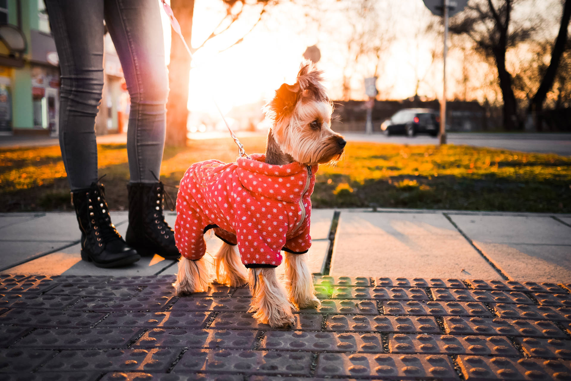 Puppy In Extremely Cute Clothes Background