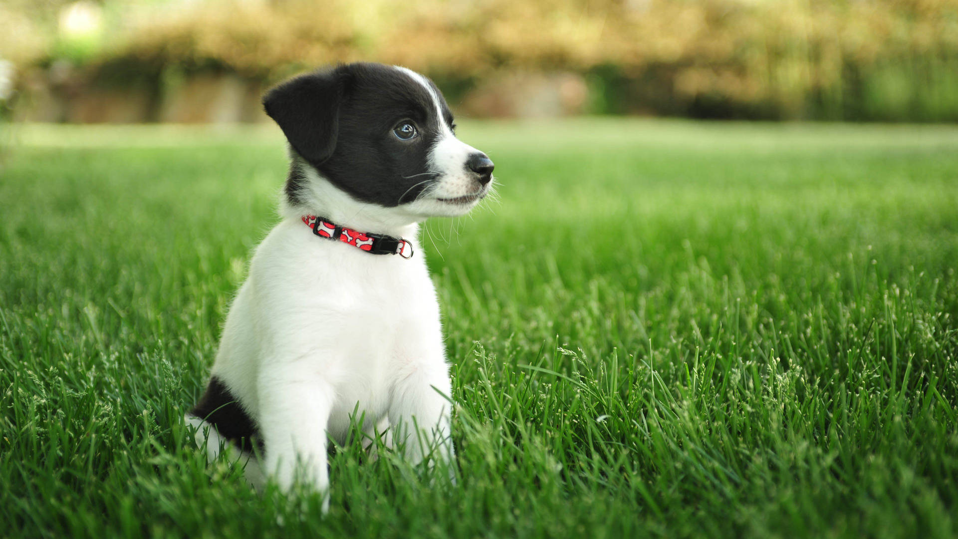 Puppy On A Mowed Grass Background