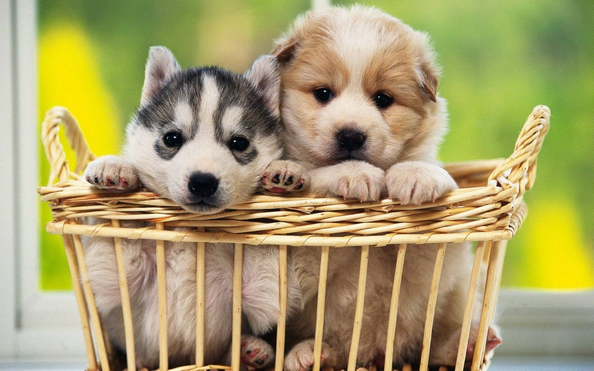 Puppy Palsin Basket Wallpaper Background