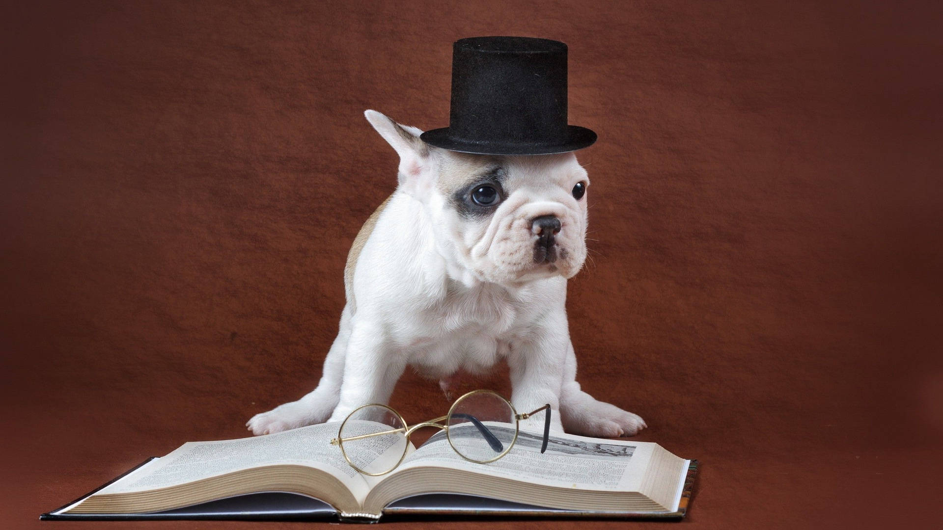 Puppy Studying Background