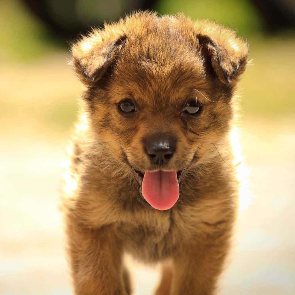 Puppy Tongue Out