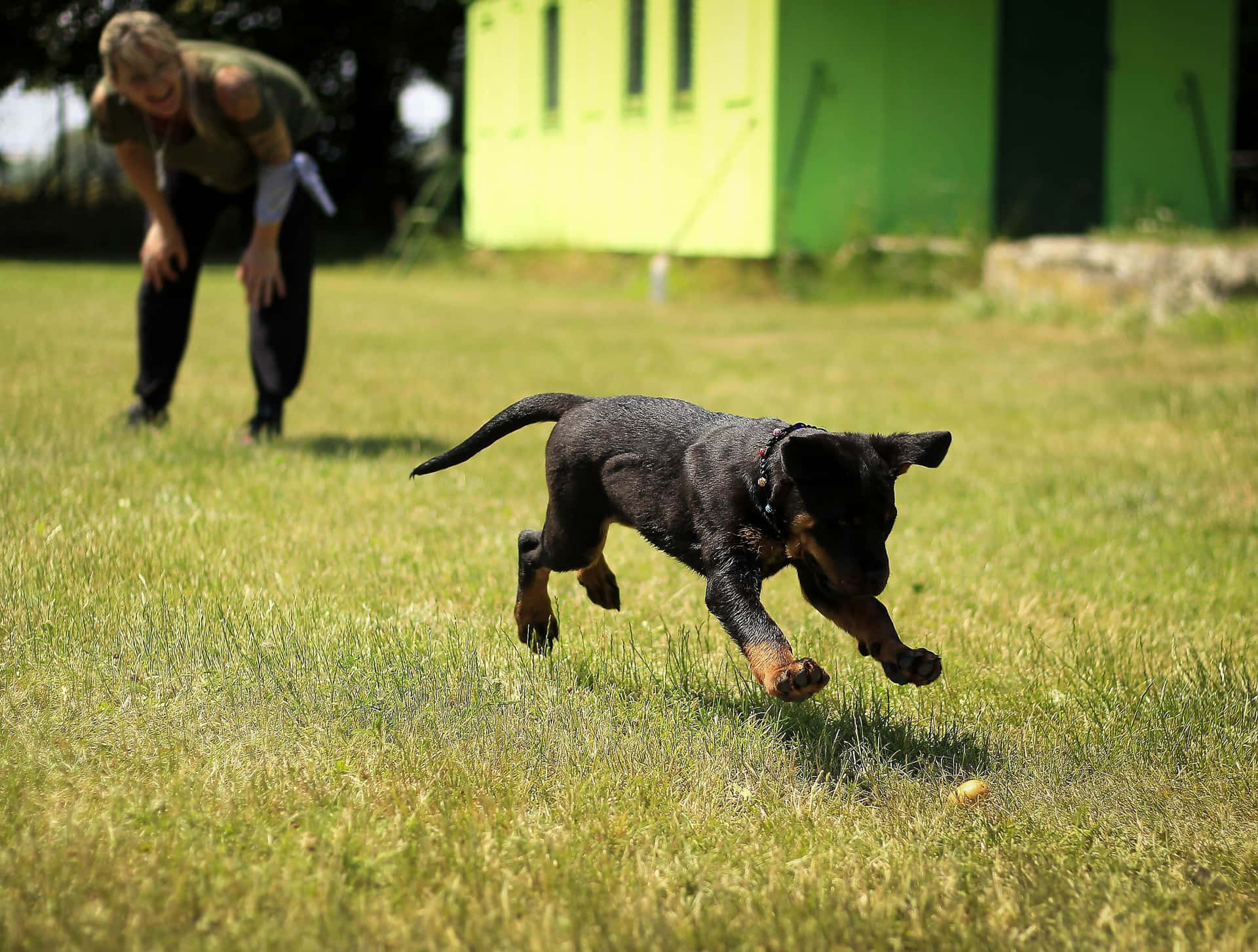 Puppy Training Session Outdoors Background