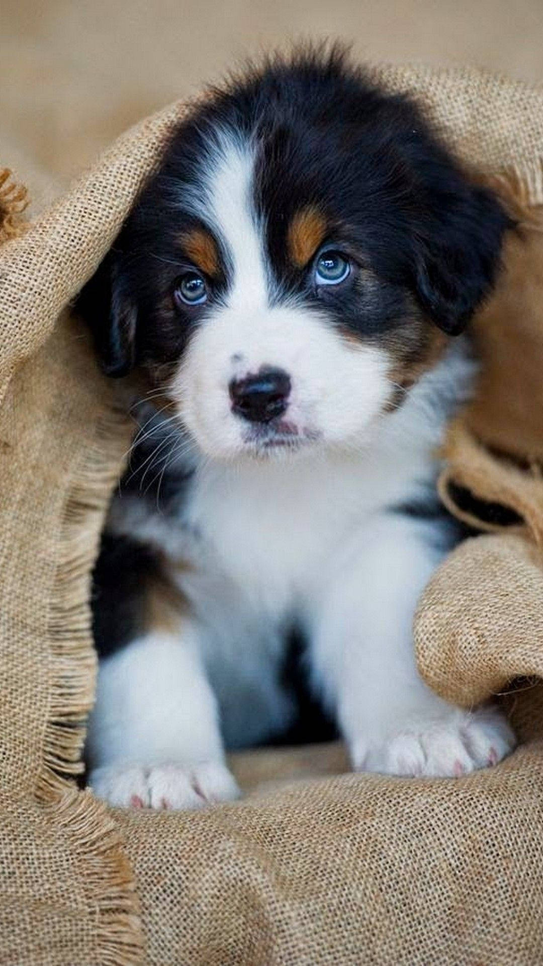 Puppy Under The Picnic Mat Background