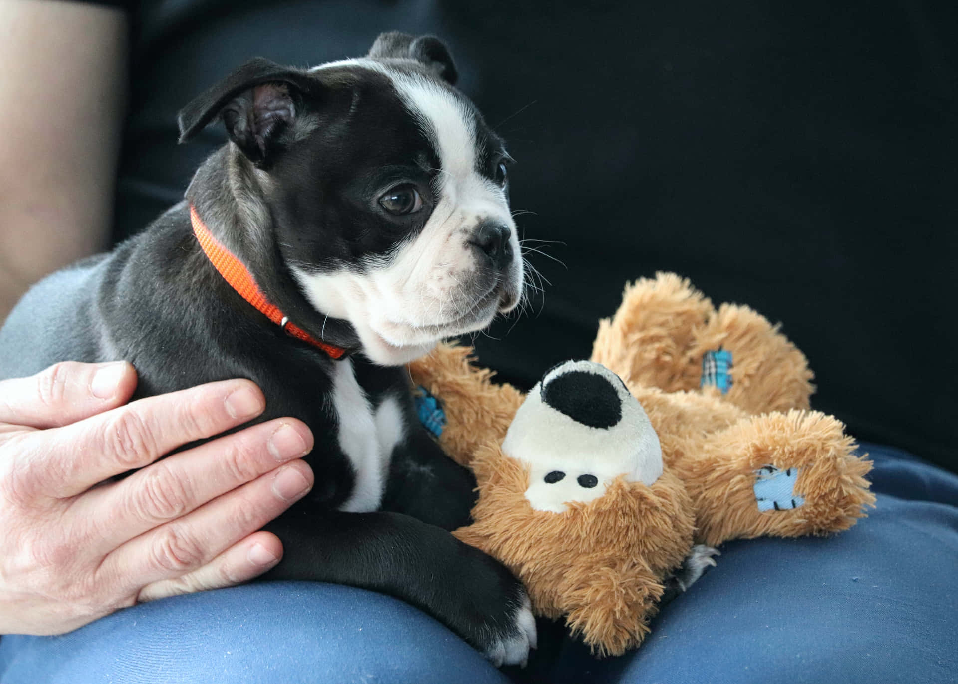 Puppy With Stuffed Toyand Human Hand Background