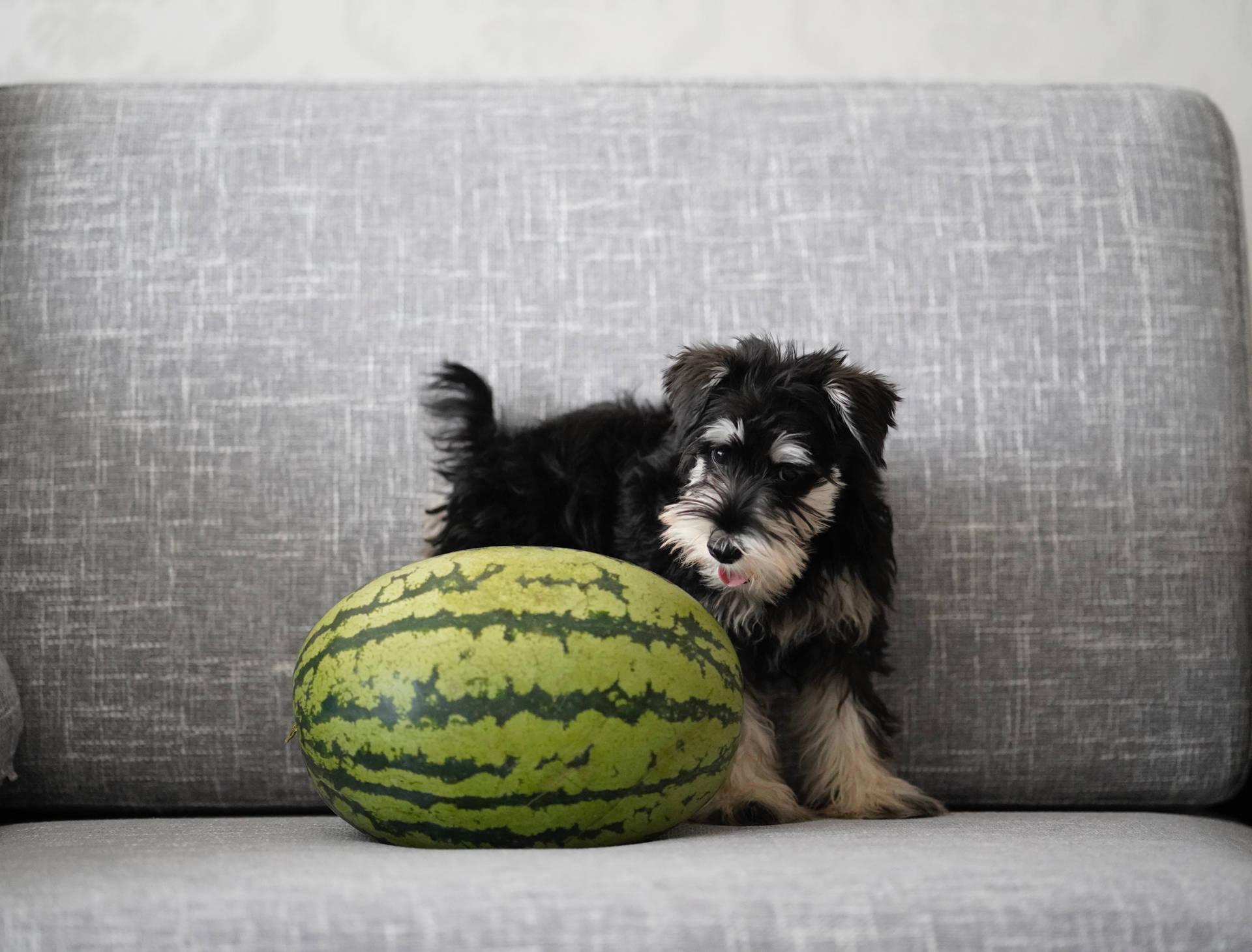 Puppy With Watermelon Background