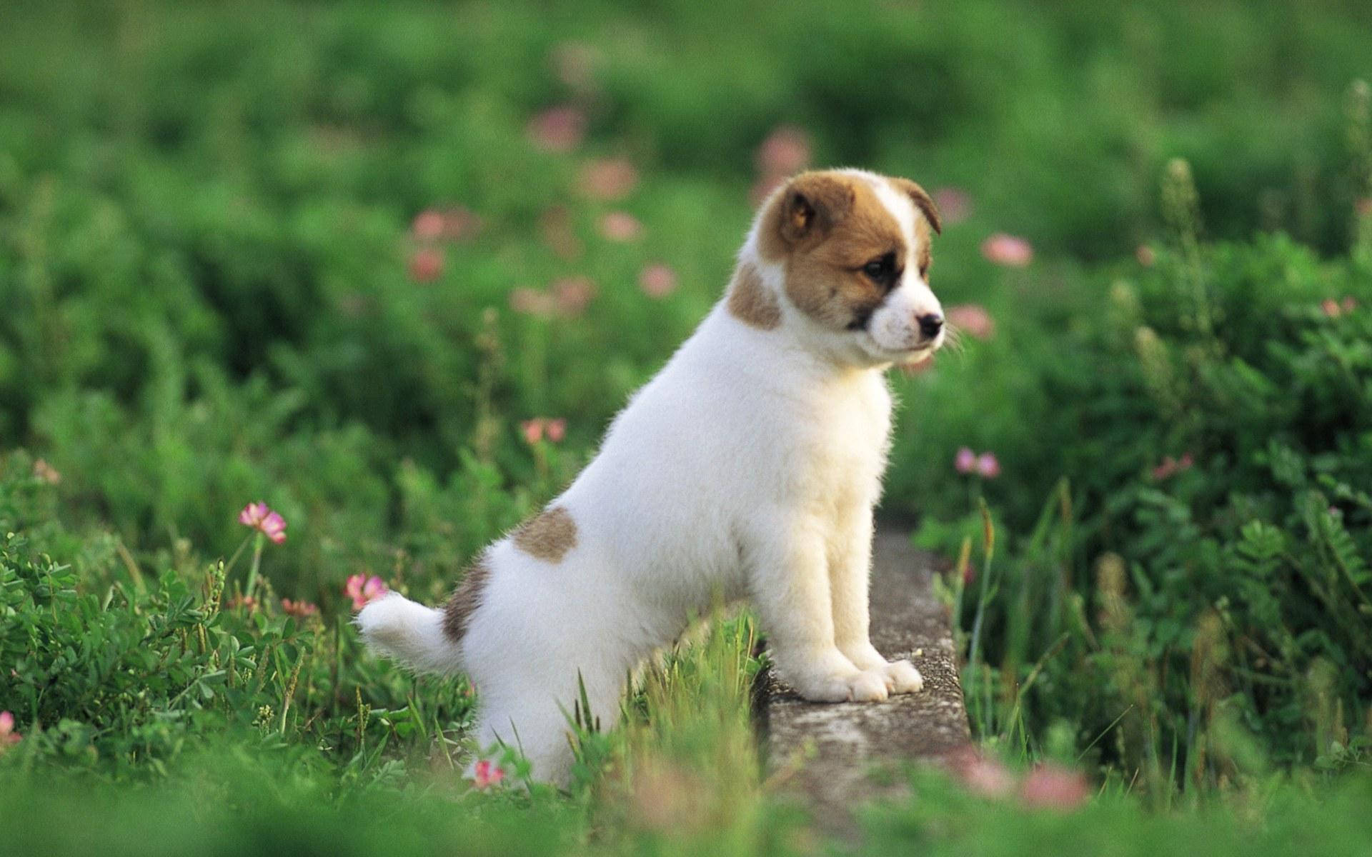 Puppyin Green Field Background