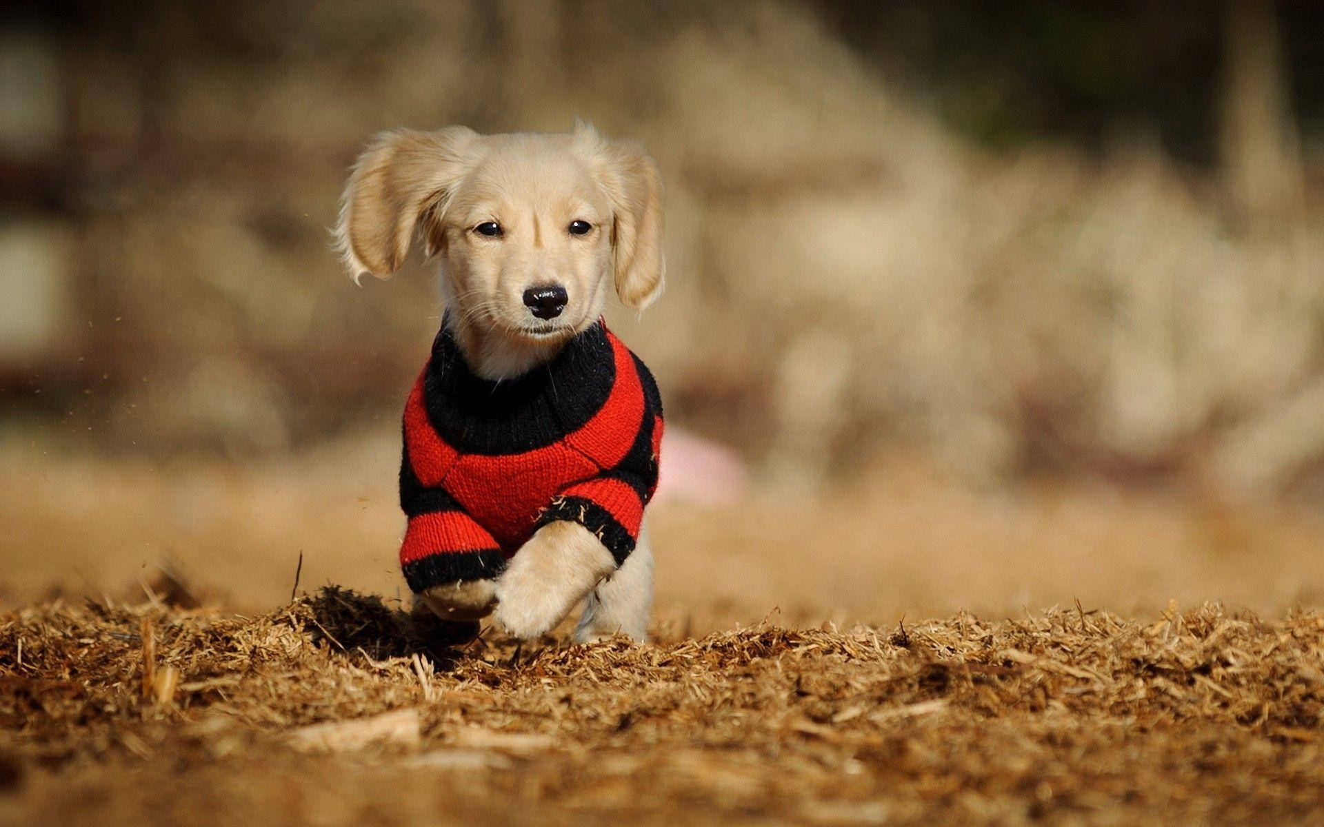 Puppyin Striped Sweater Dashing Background