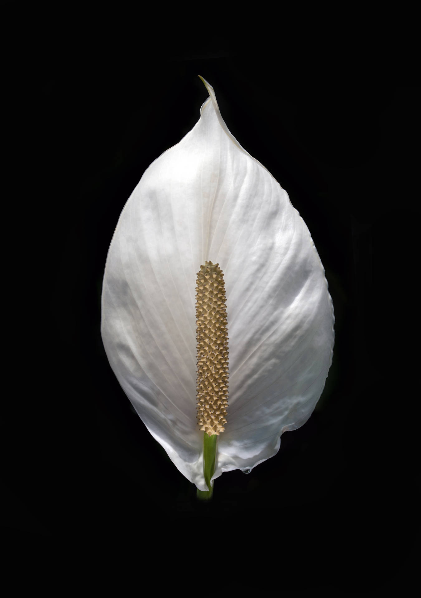 Pure Black Background And Calla Lily Background