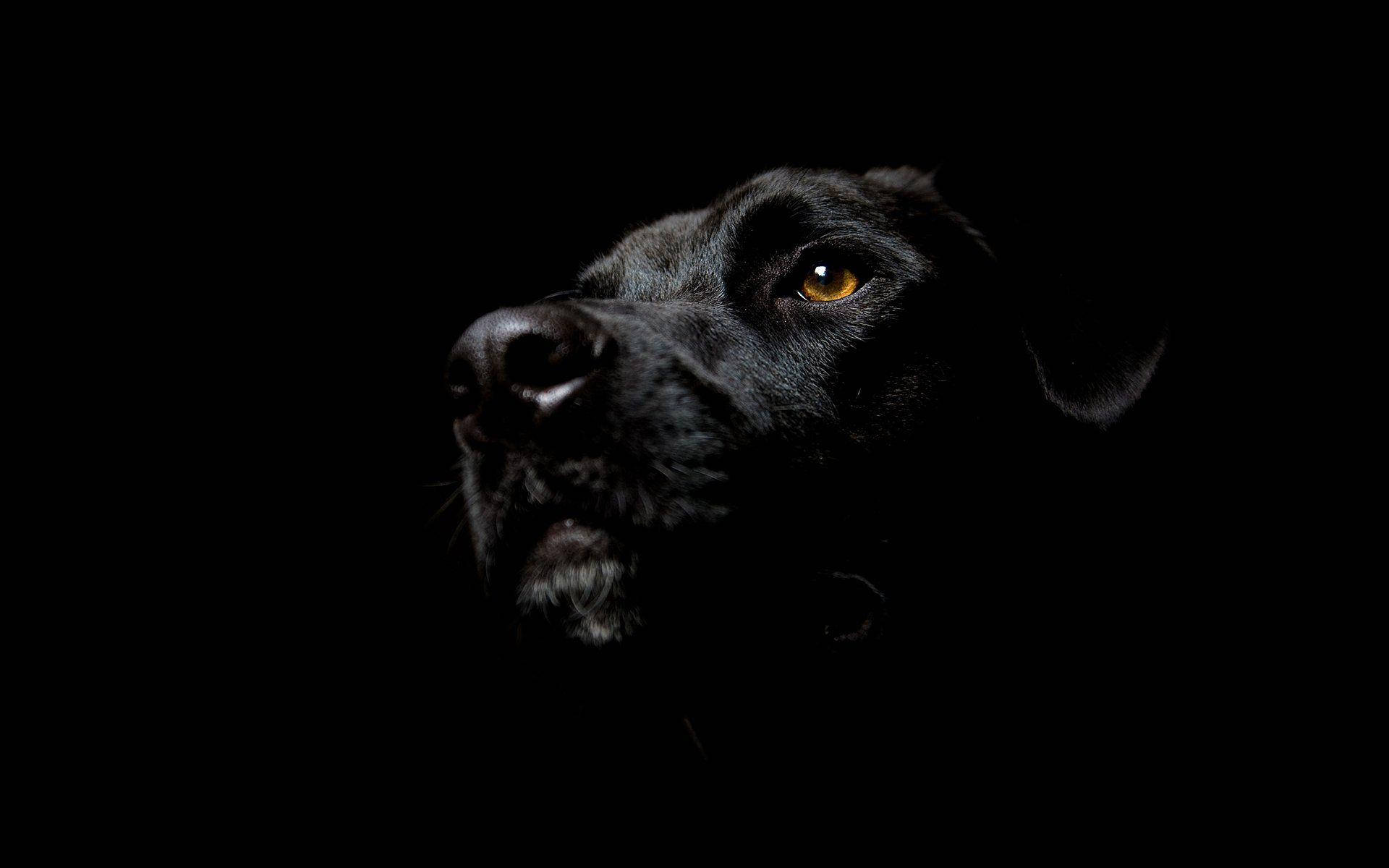 Pure Black Dog Background