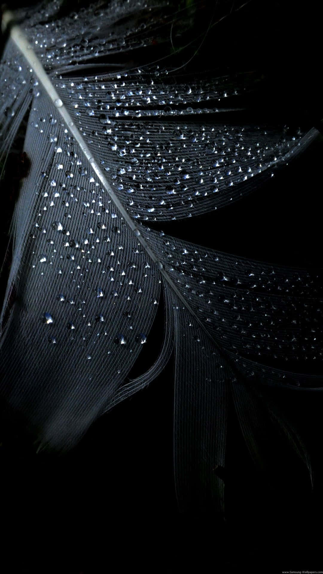 Pure Black Oled Water Droplets Background