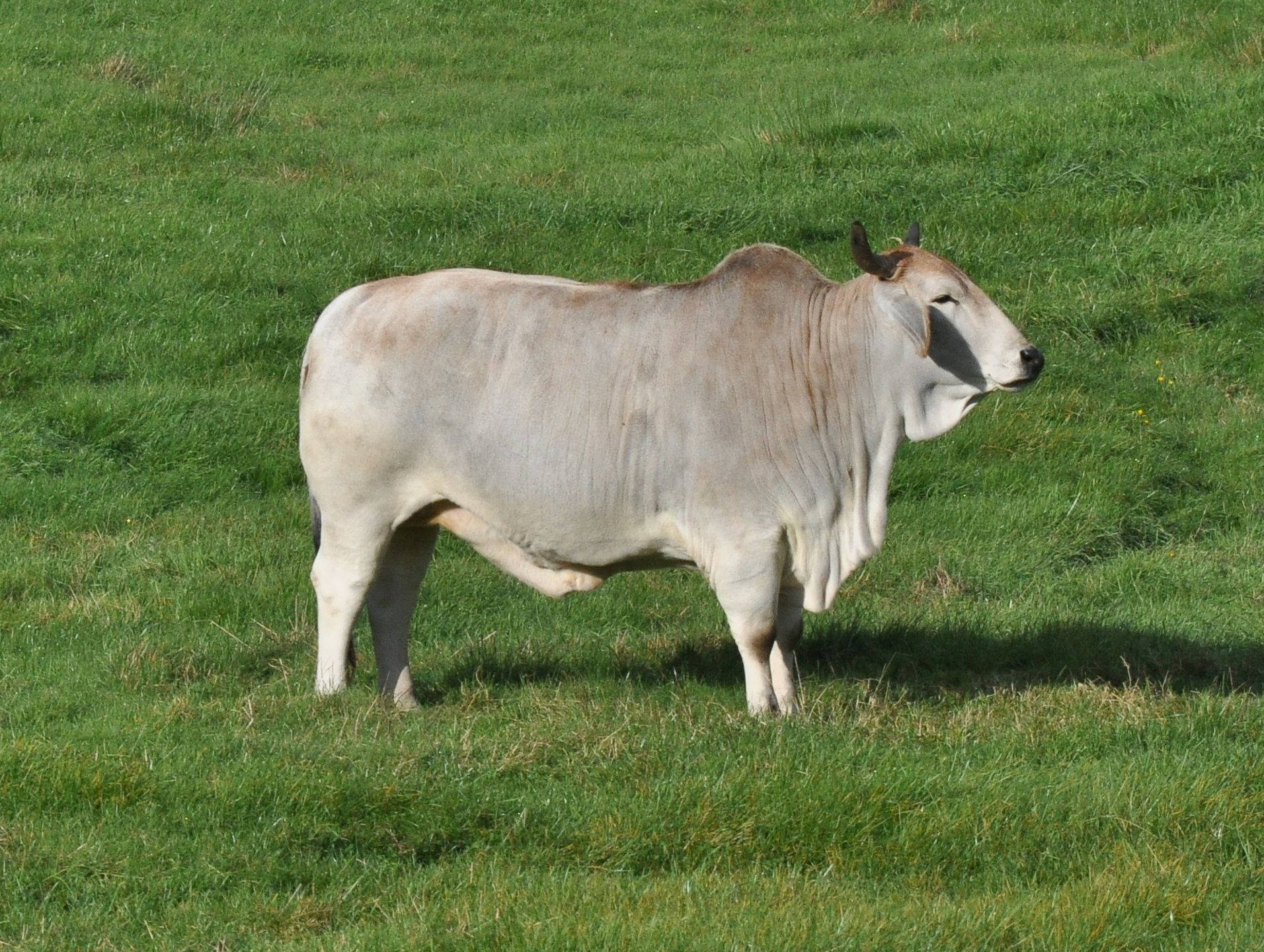 Pure Gray Gezerat Zebu Cattle Background