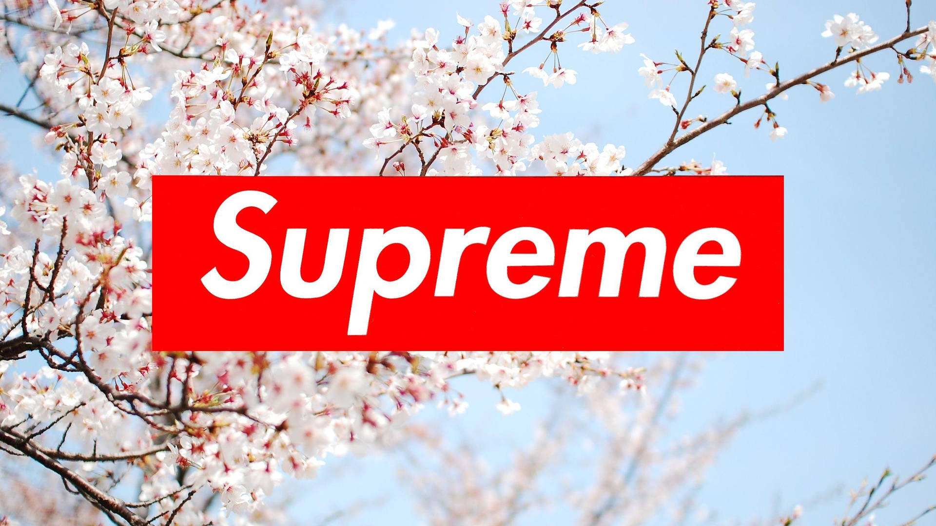 Pure Red Cherry Blossom Supreme Laptop